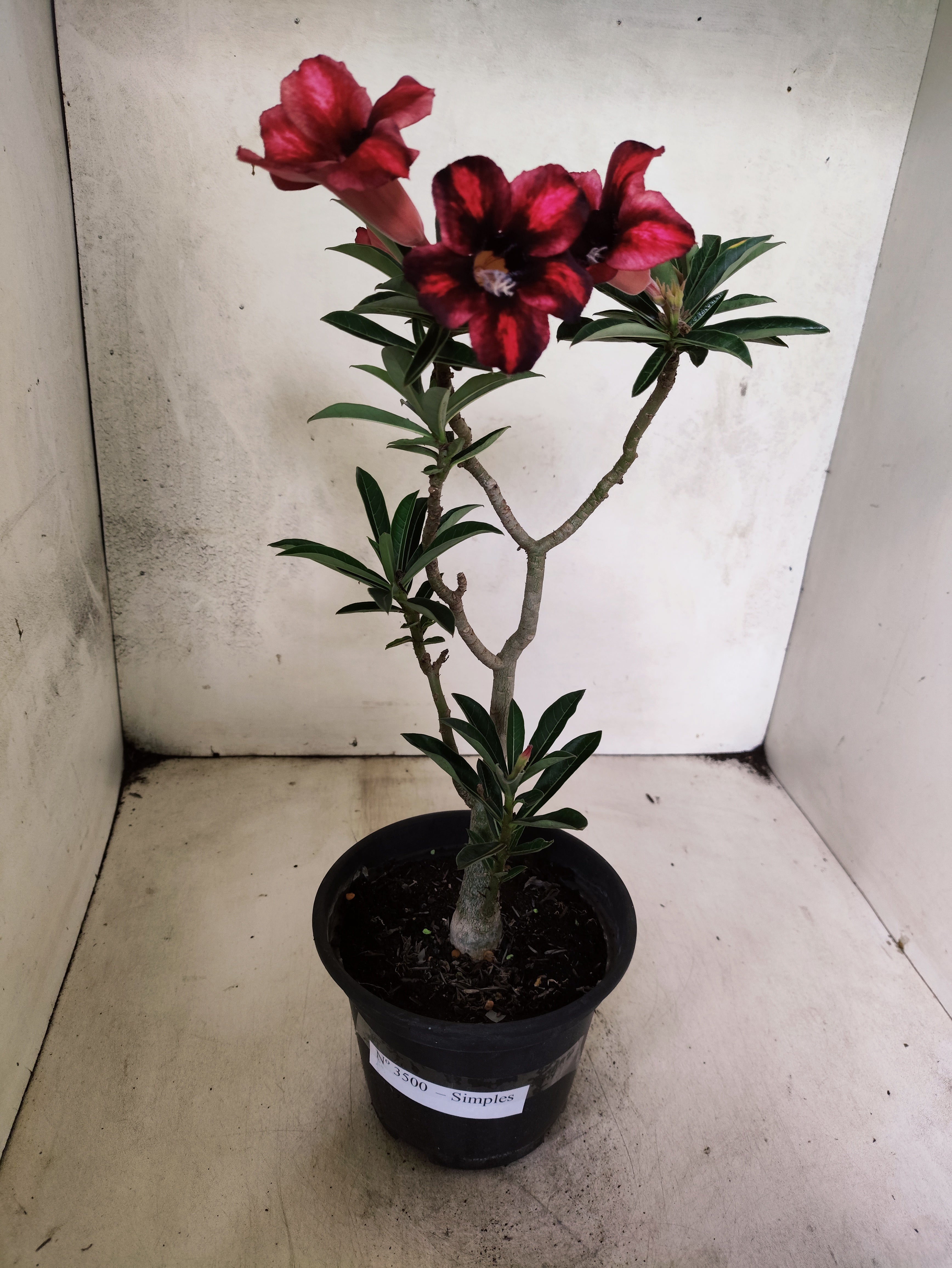 Planta Simples 3500 – 35cm – 02 anos