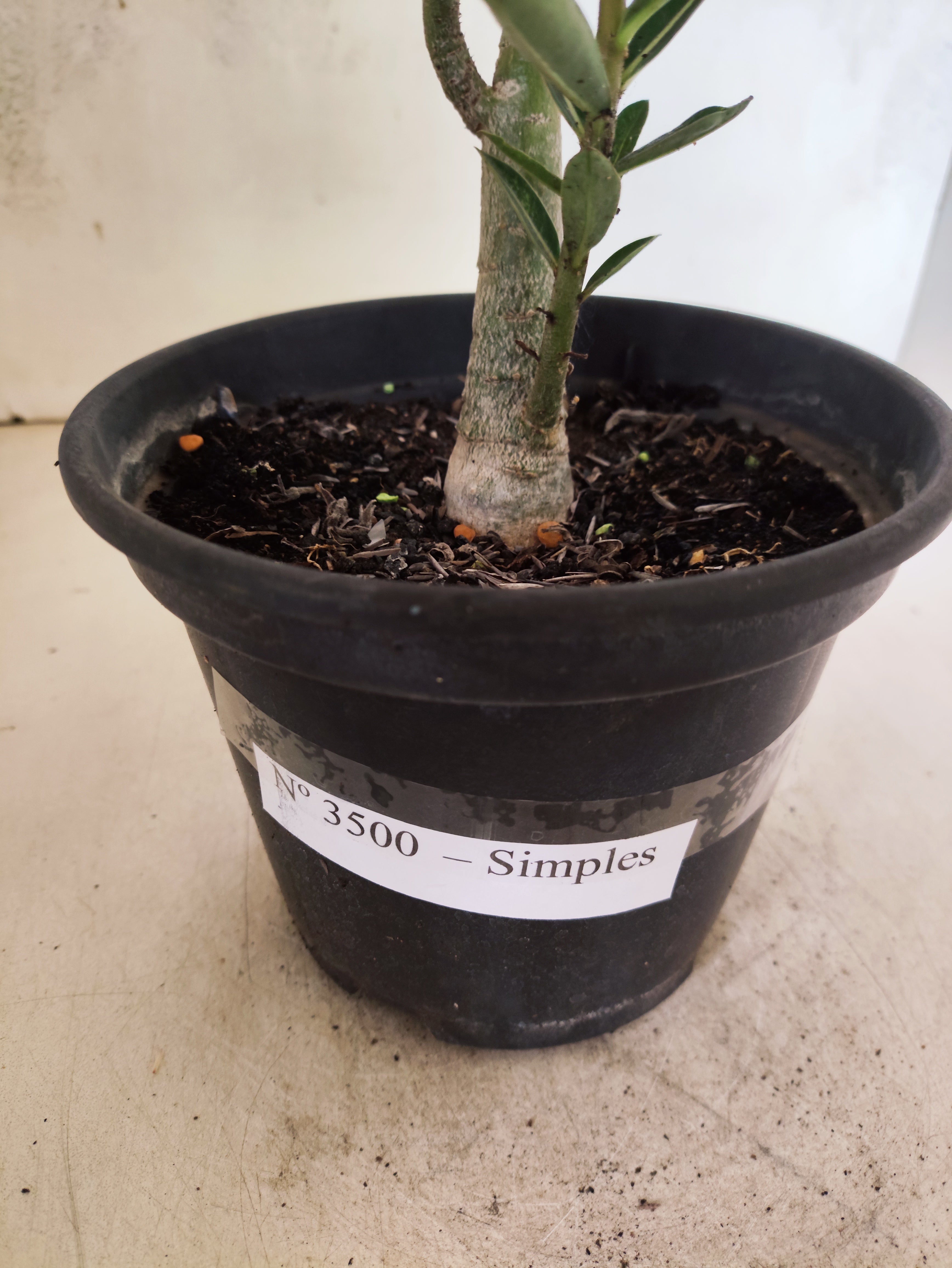 Planta Simples 3500 – 35cm – 02 anos