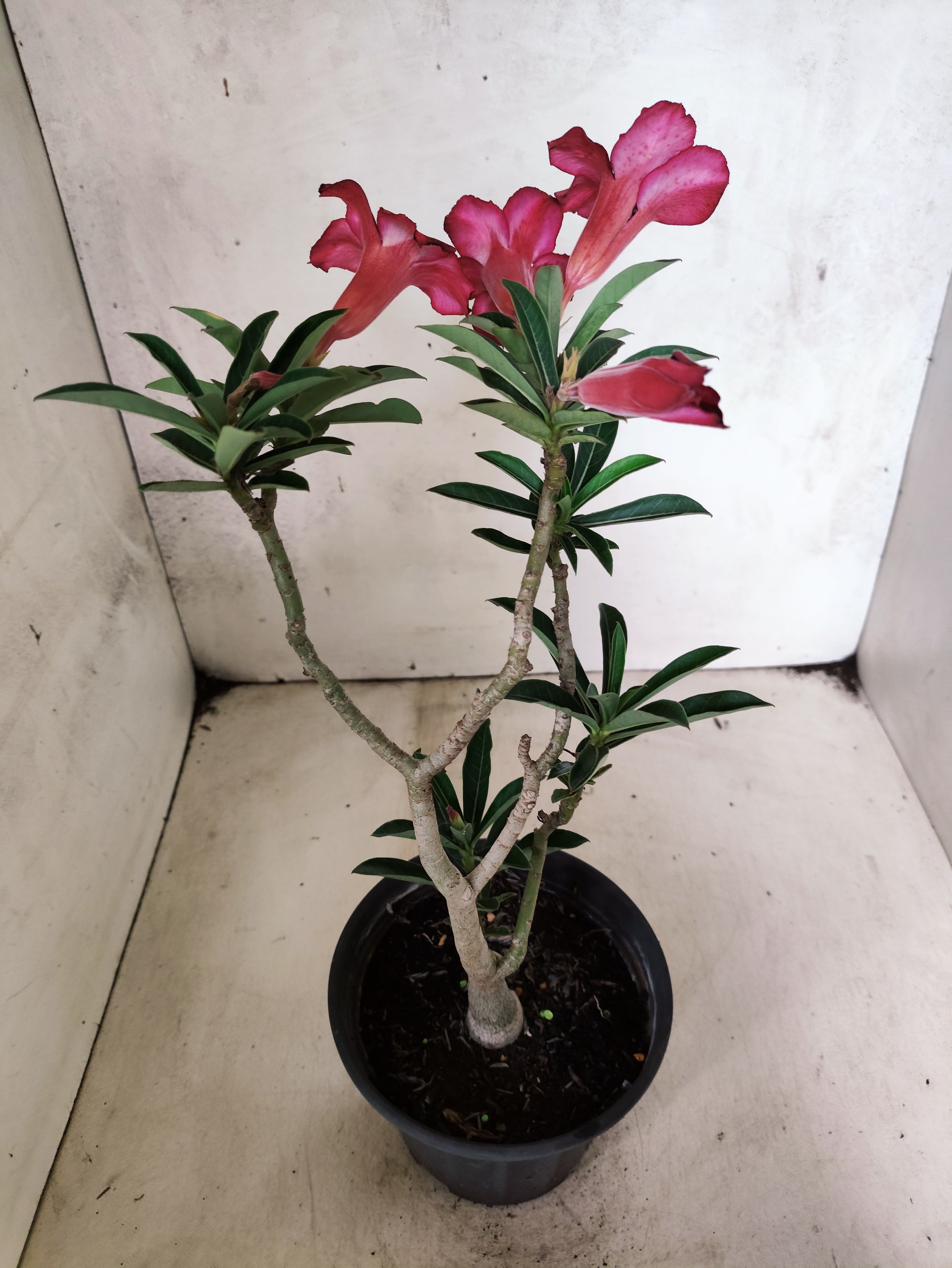 Planta Simples 3500 – 35cm – 02 anos