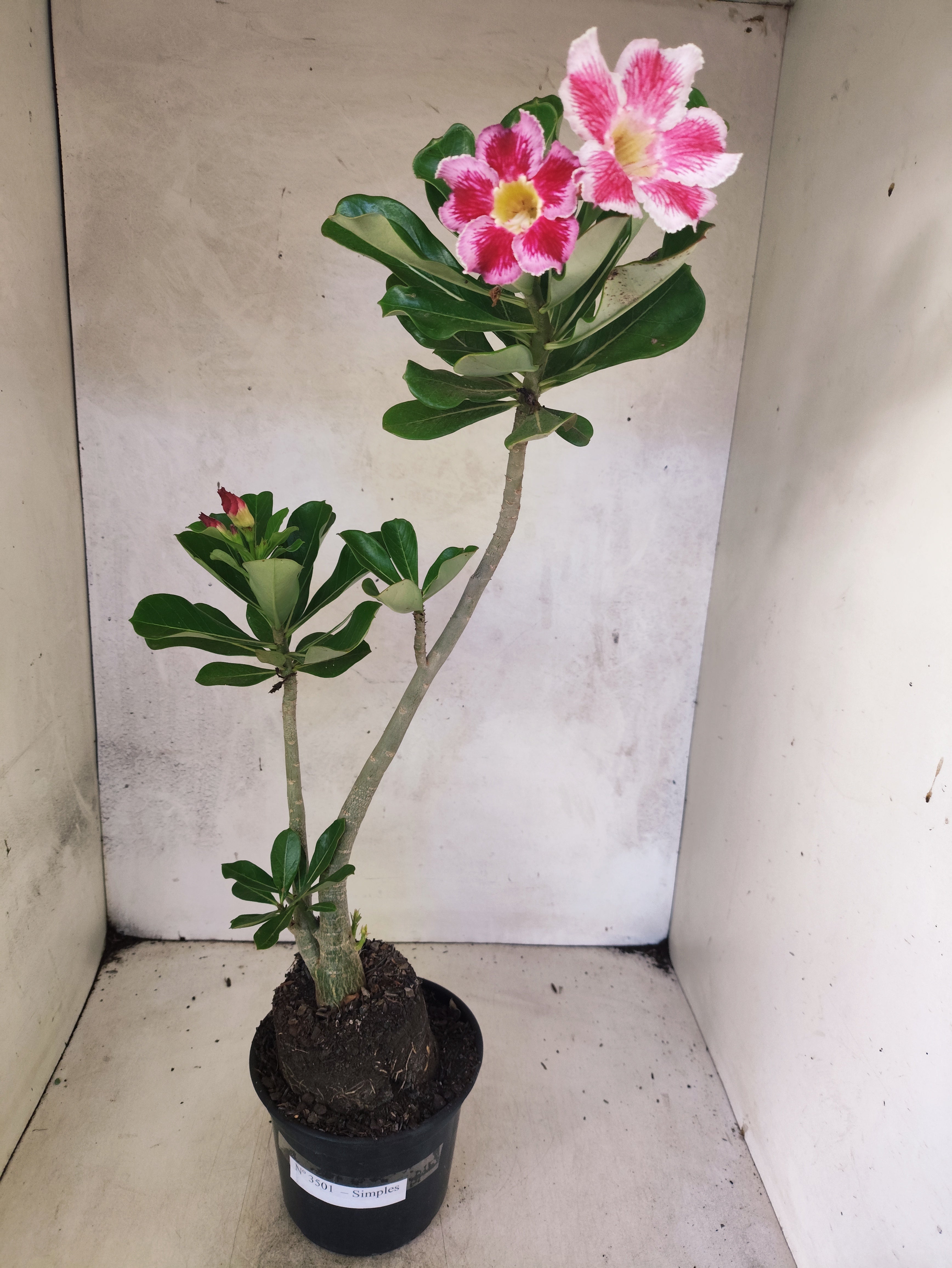 Planta Simples 3501 – 40cm – 03 anos "Santa Claus"