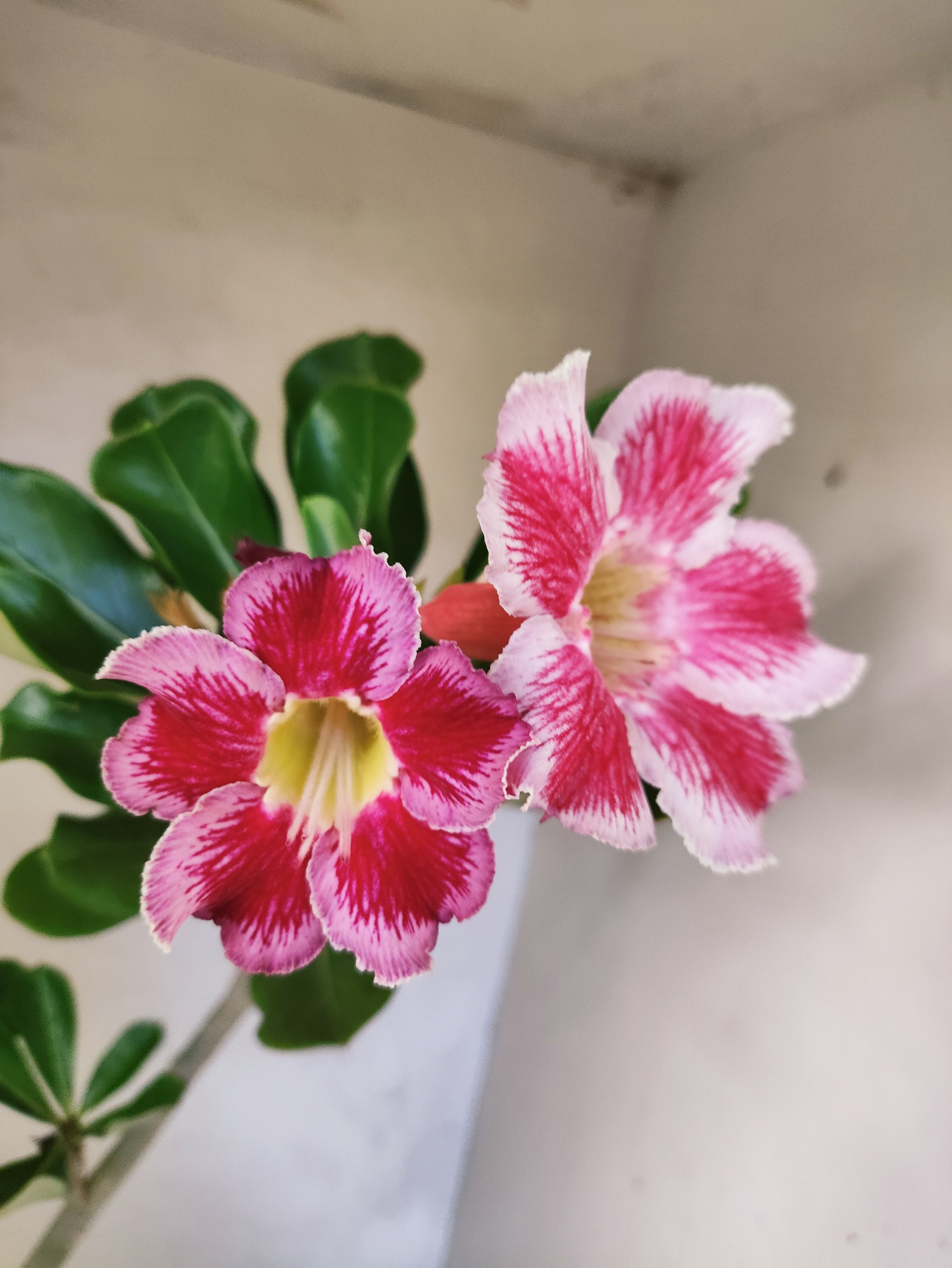 Planta Simples 3501 – 40cm – 03 anos "Santa Claus"