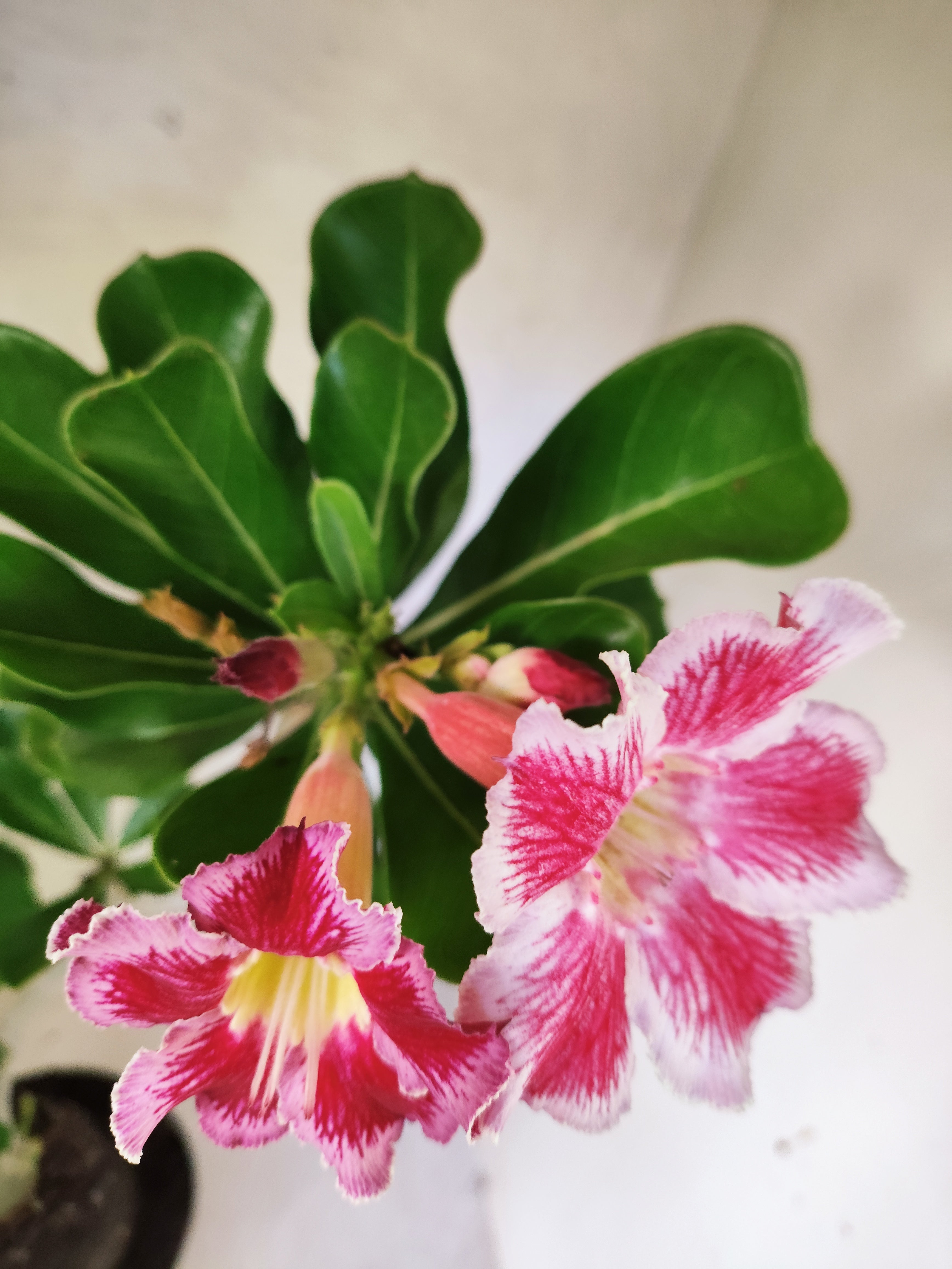 Planta Simples 3501 – 40cm – 03 anos "Santa Claus"