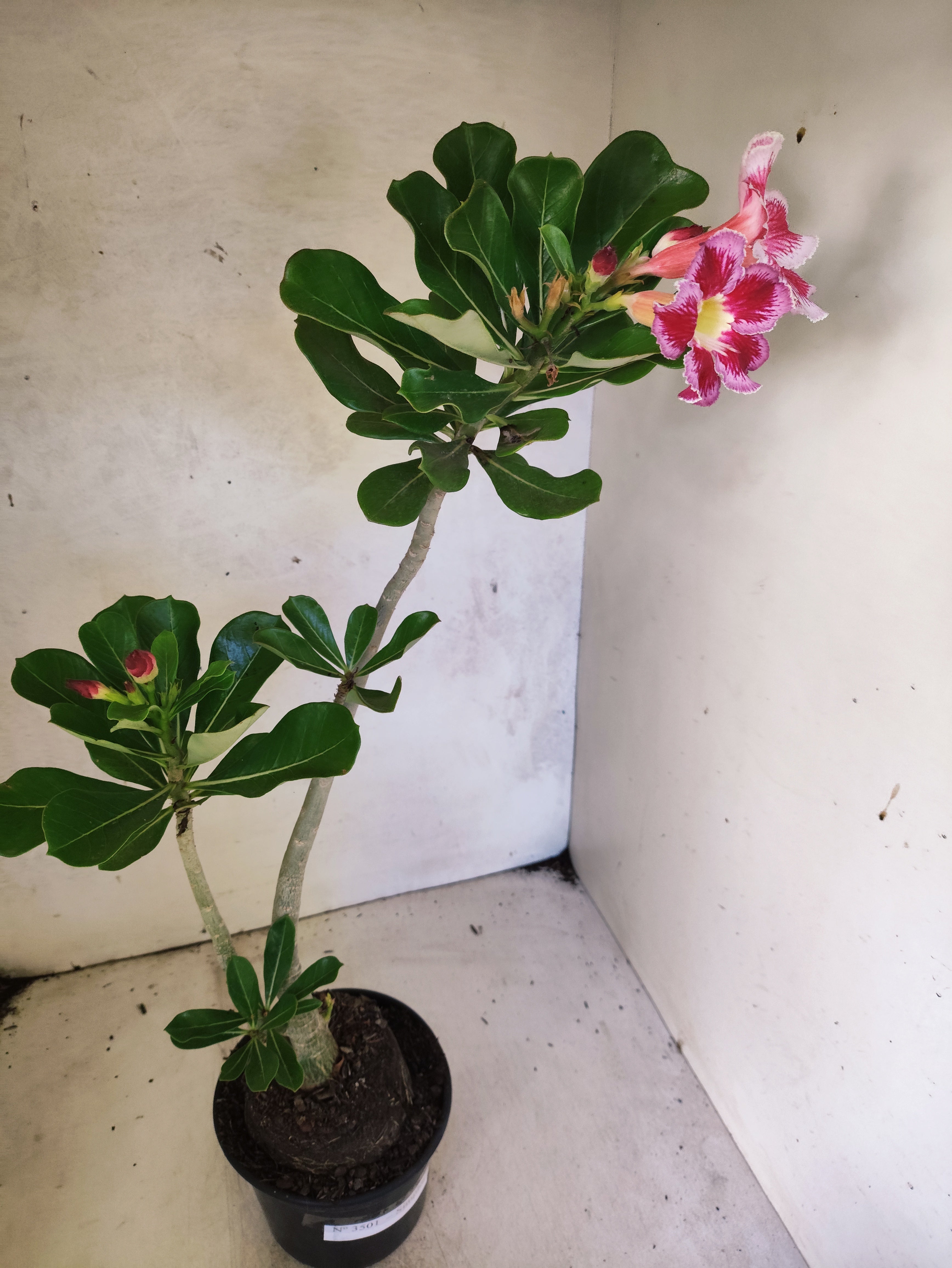 Planta Simples 3501 – 40cm – 03 anos "Santa Claus"