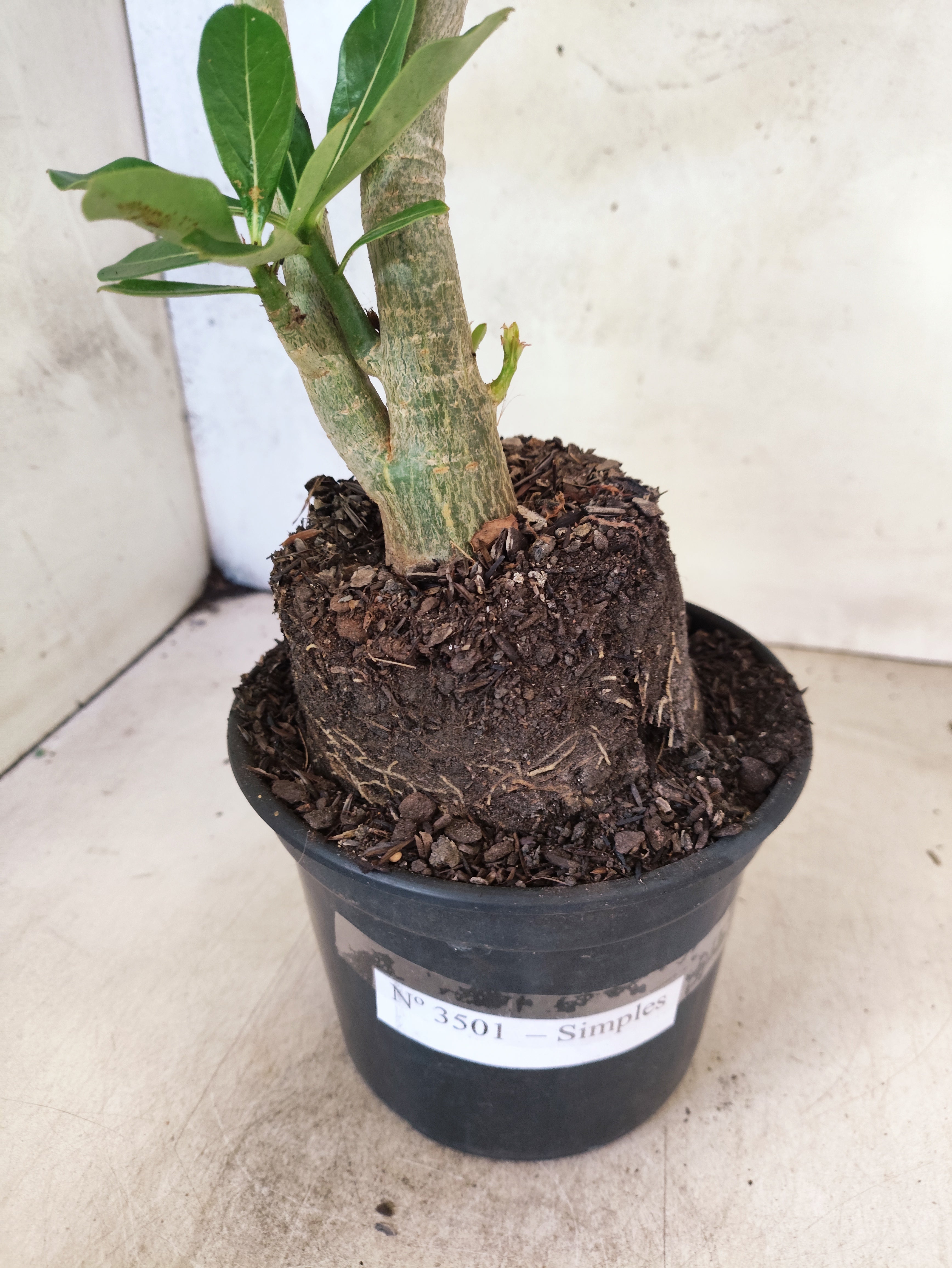 Planta Simples 3501 – 40cm – 03 anos "Santa Claus"