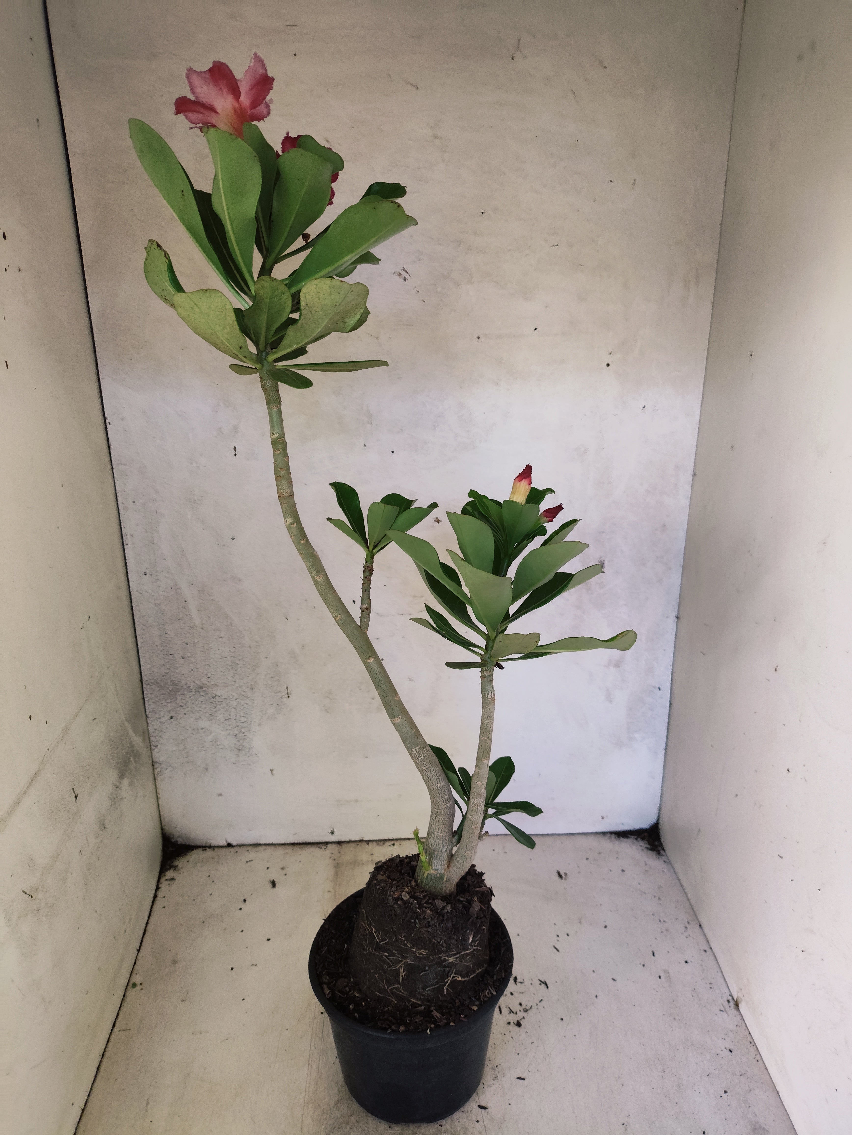 Planta Simples 3501 – 40cm – 03 anos "Santa Claus"