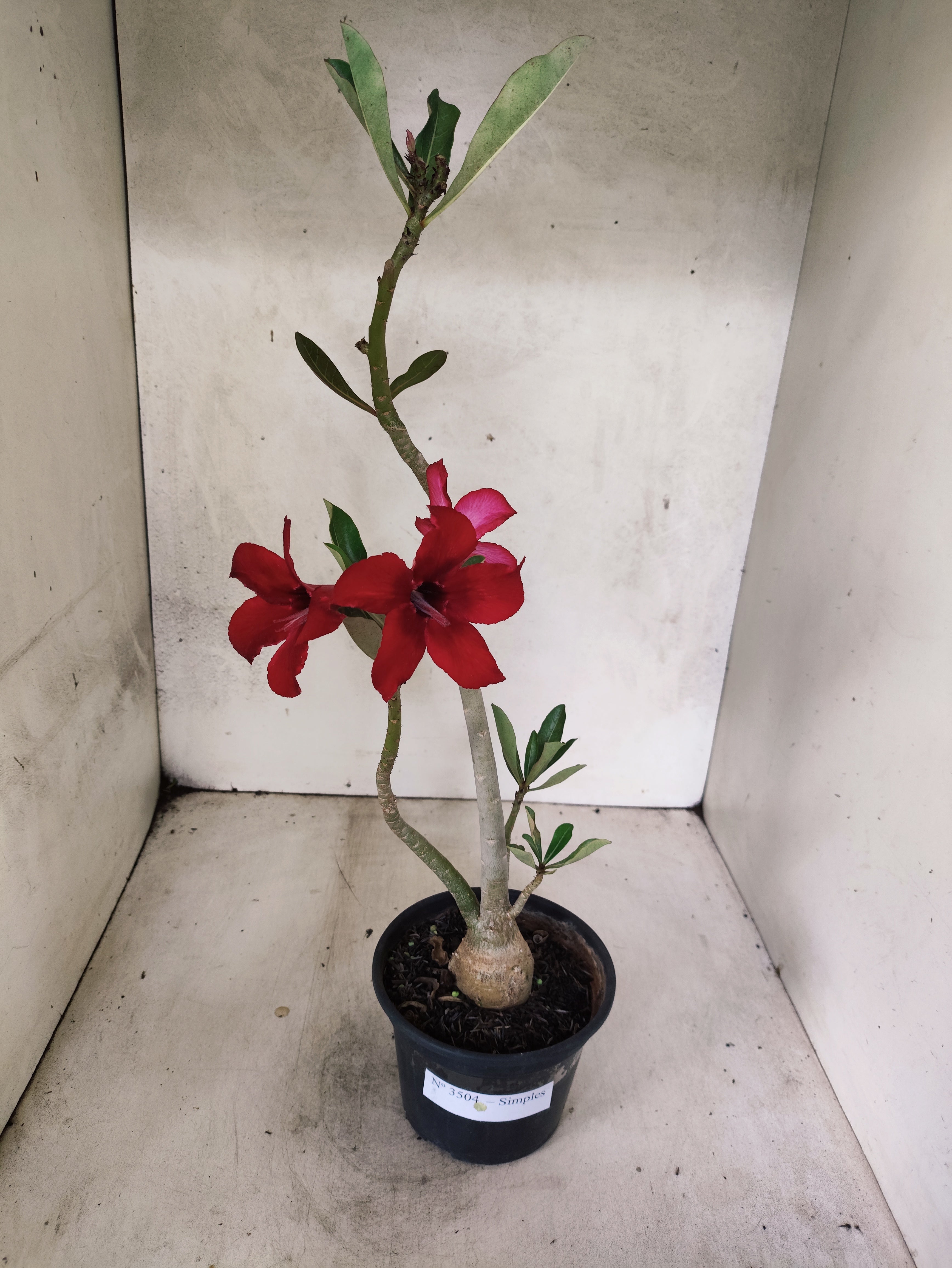 Planta Simples 3504 – 30cm – 02 anos