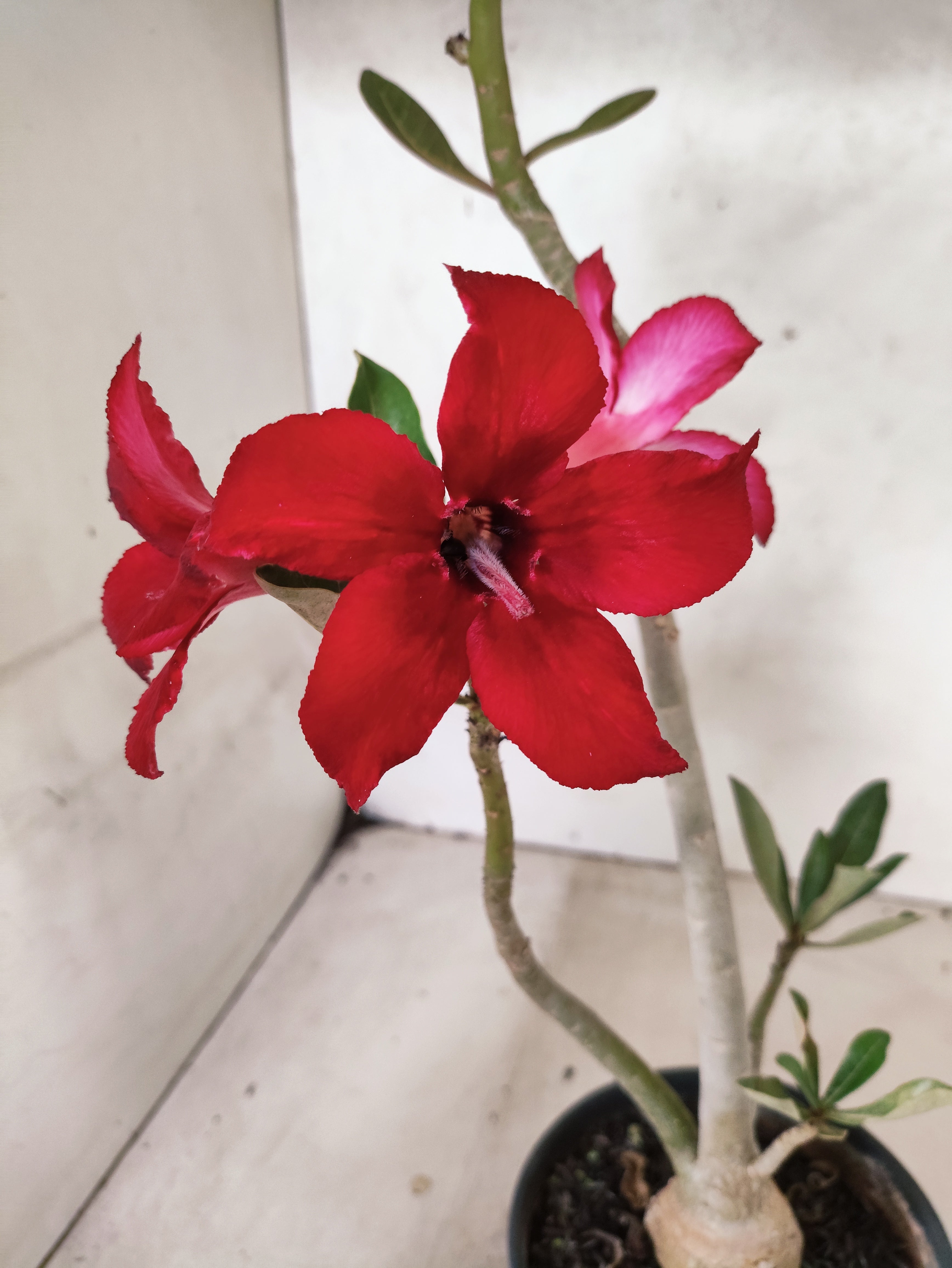 Planta Simples 3504 – 30cm – 02 anos