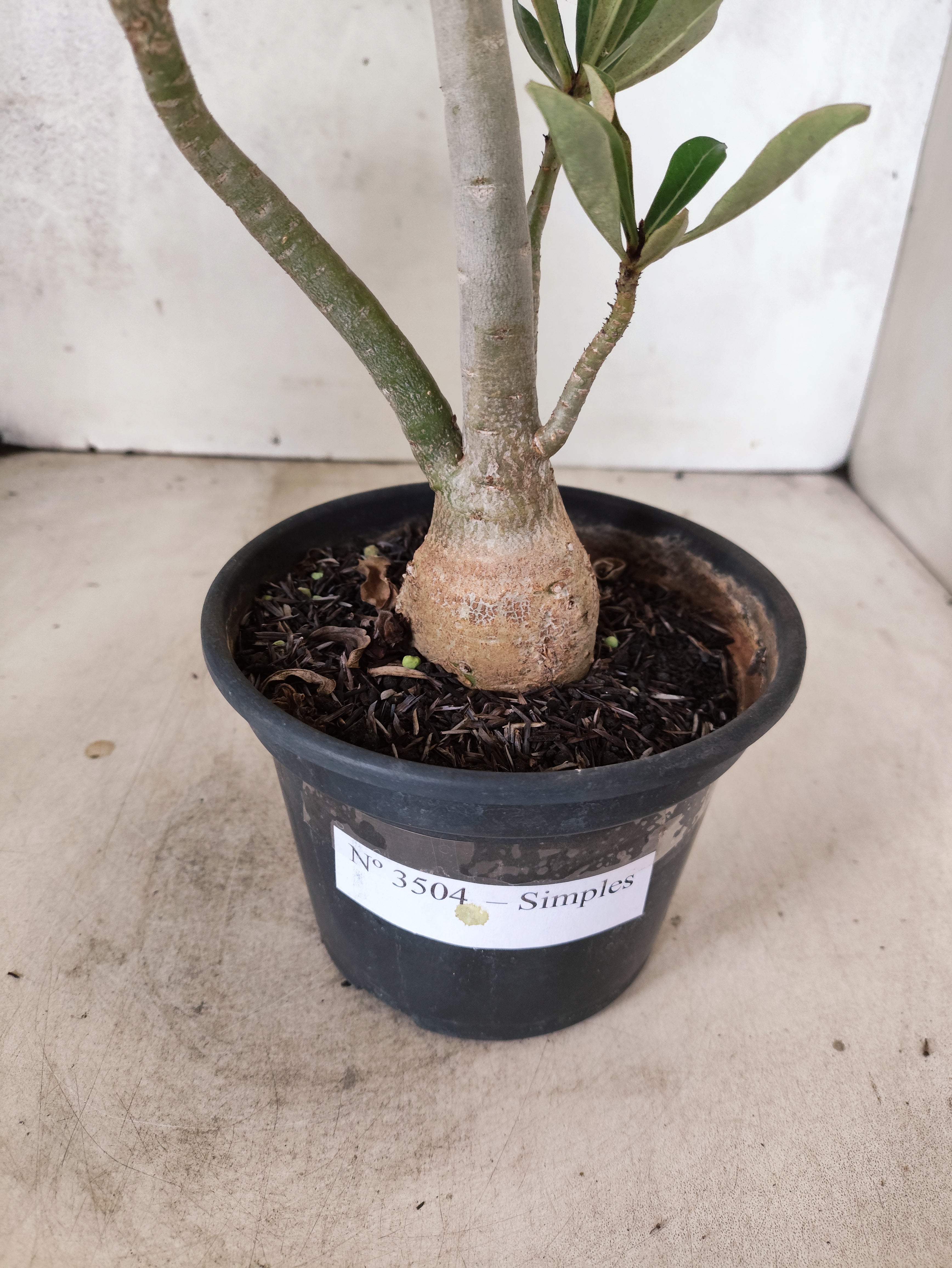 Planta Simples 3504 – 30cm – 02 anos