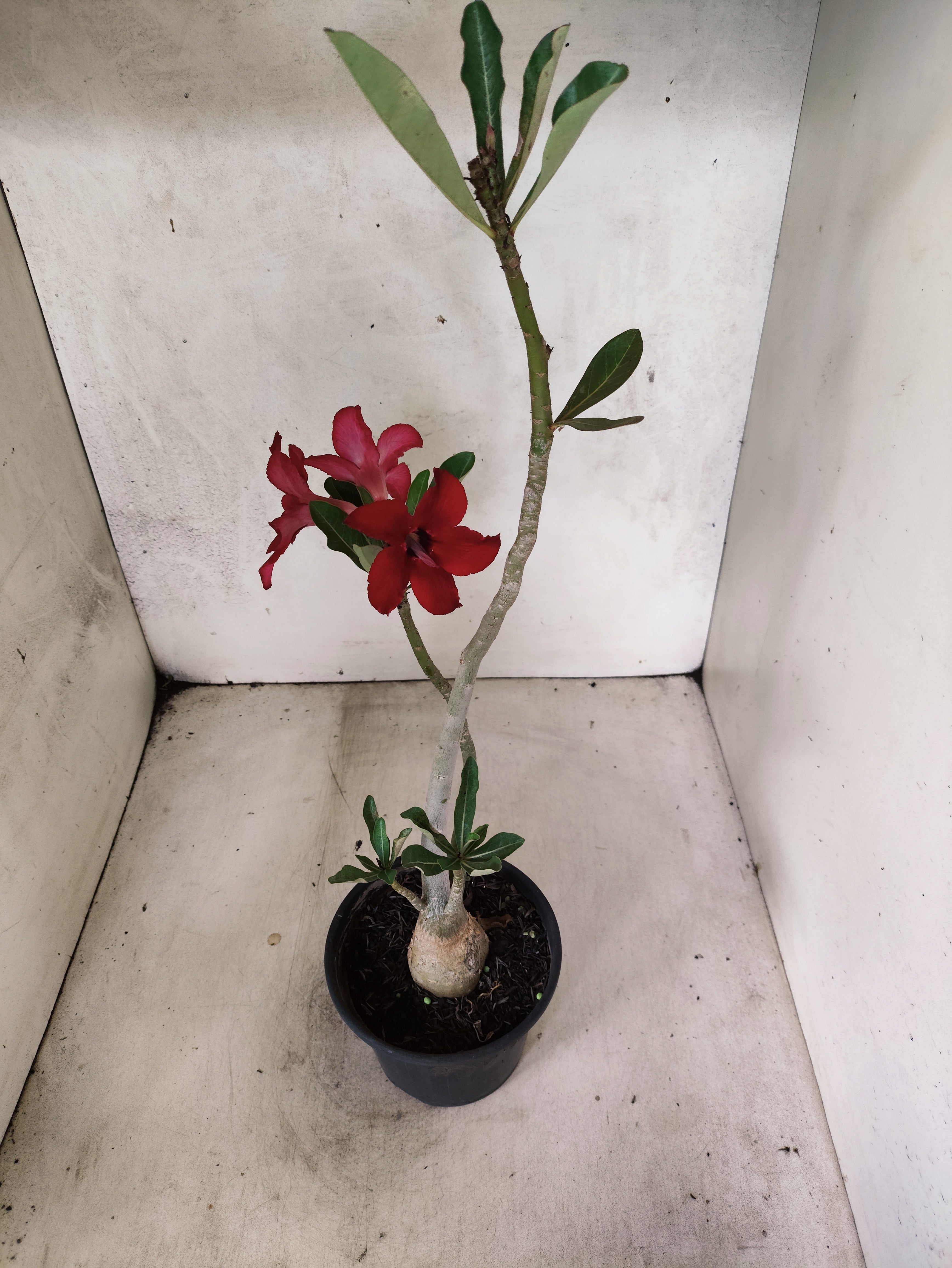 Planta Simples 3504 – 30cm – 02 anos