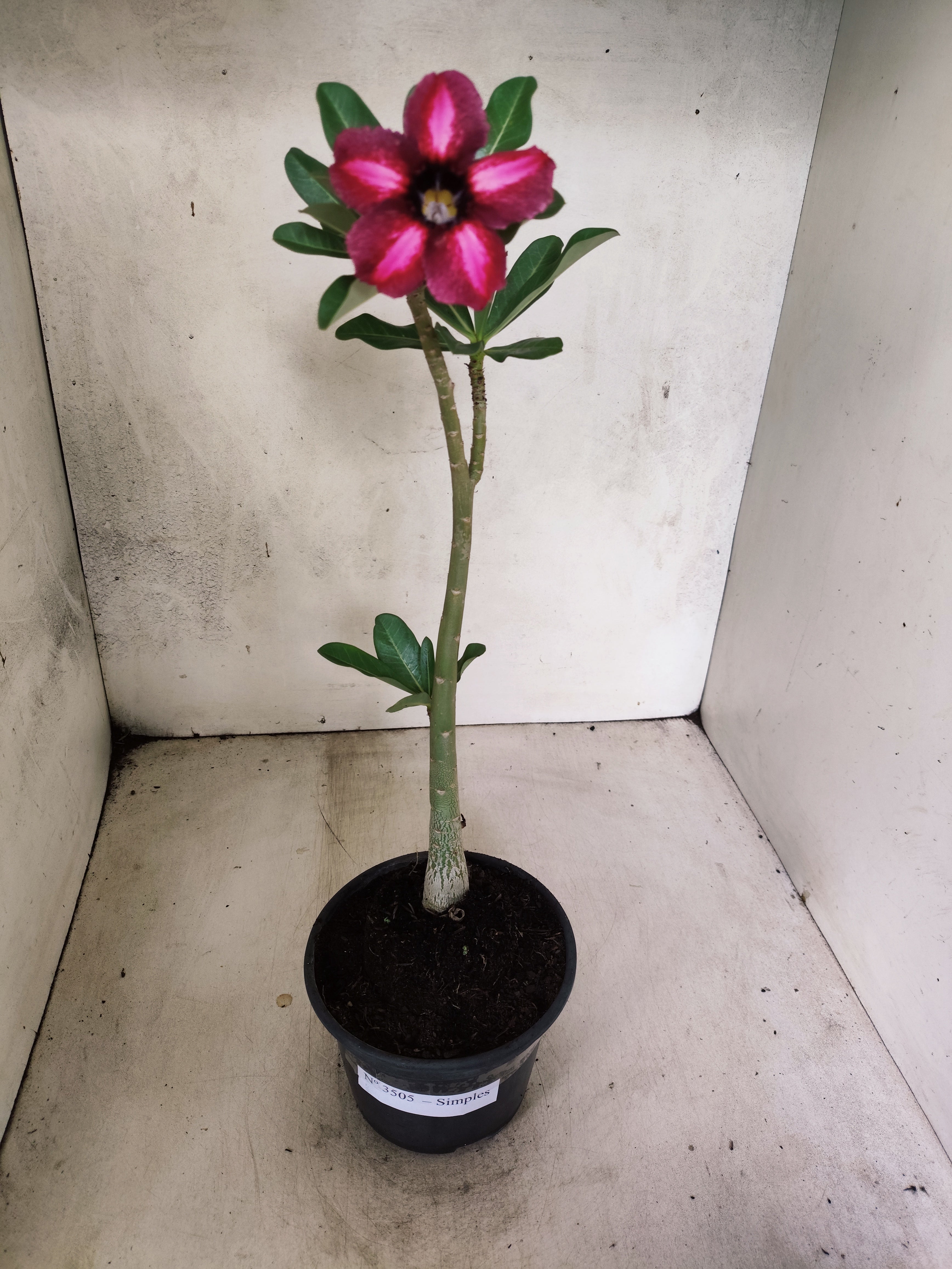 Planta Simples 3505 – 30cm – 02 anos