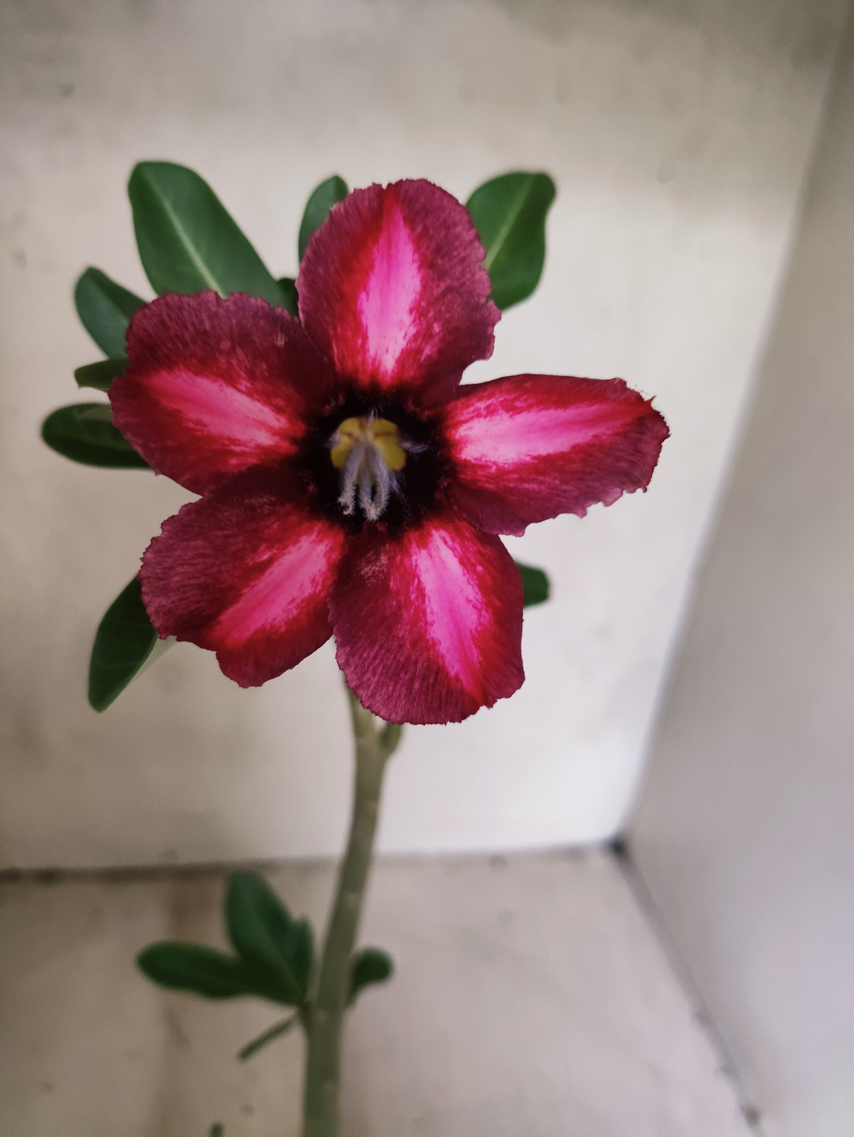 Planta Simples 3505 – 30cm – 02 anos
