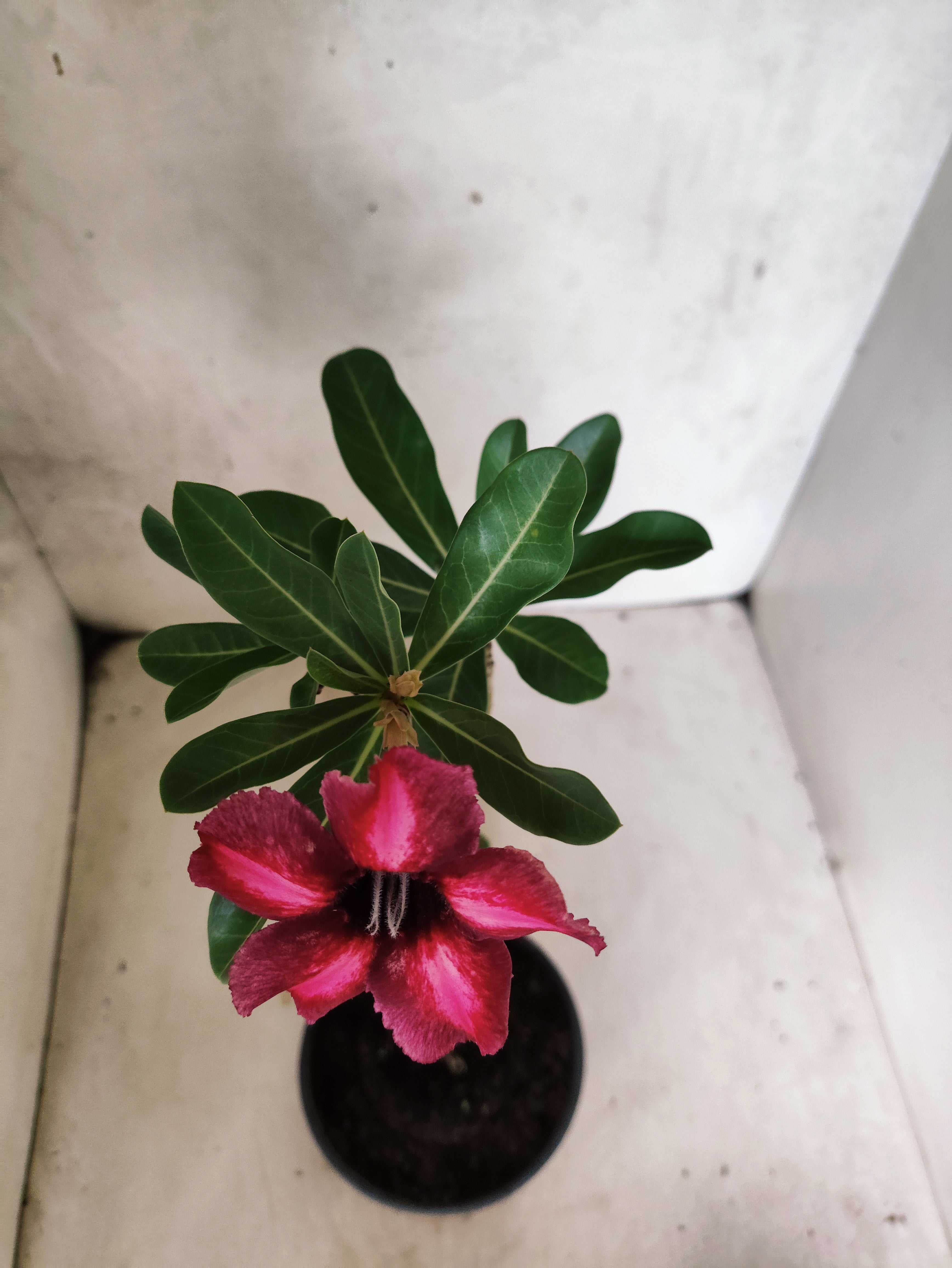 Planta Simples 3505 – 30cm – 02 anos