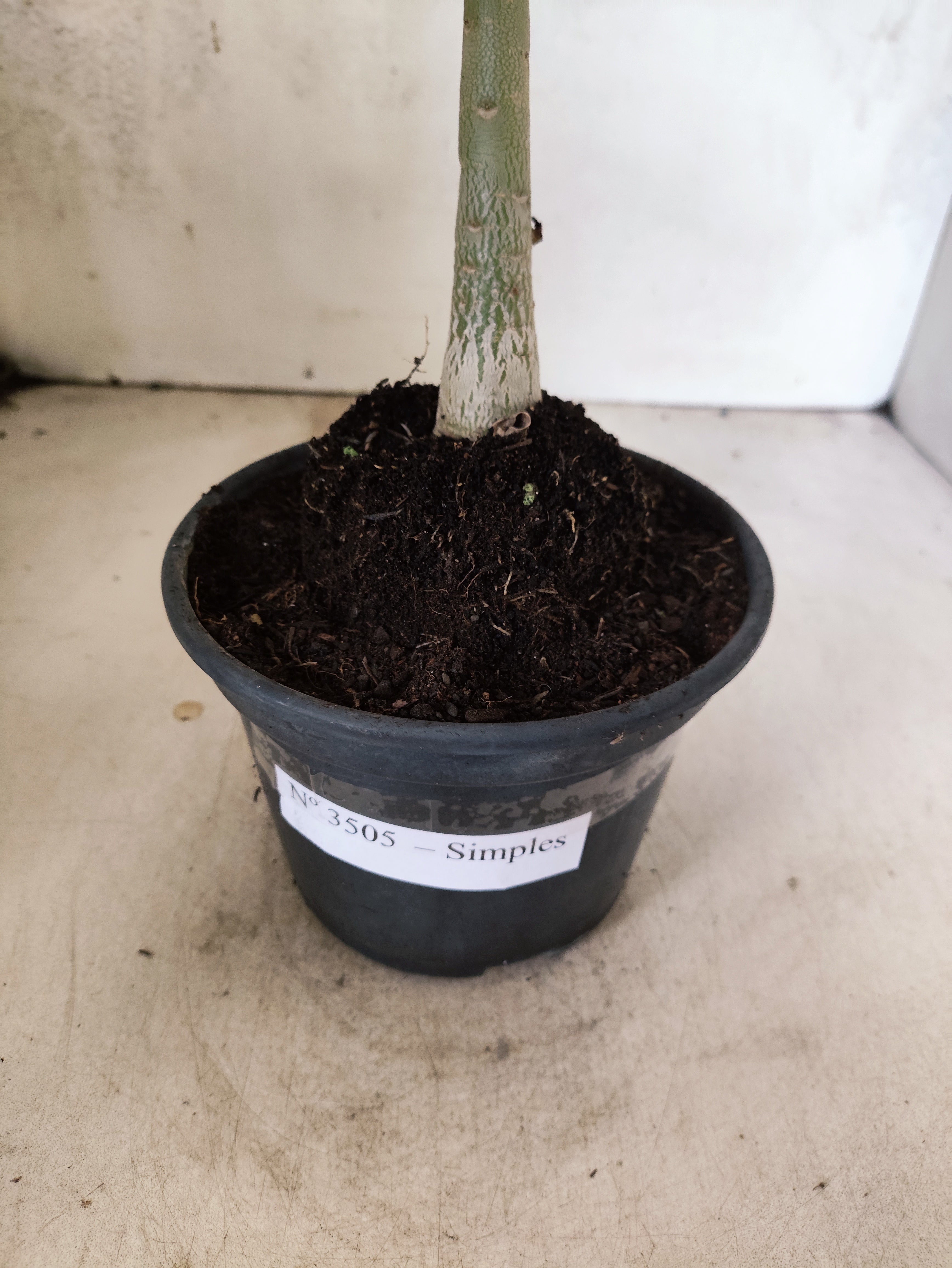 Planta Simples 3505 – 30cm – 02 anos