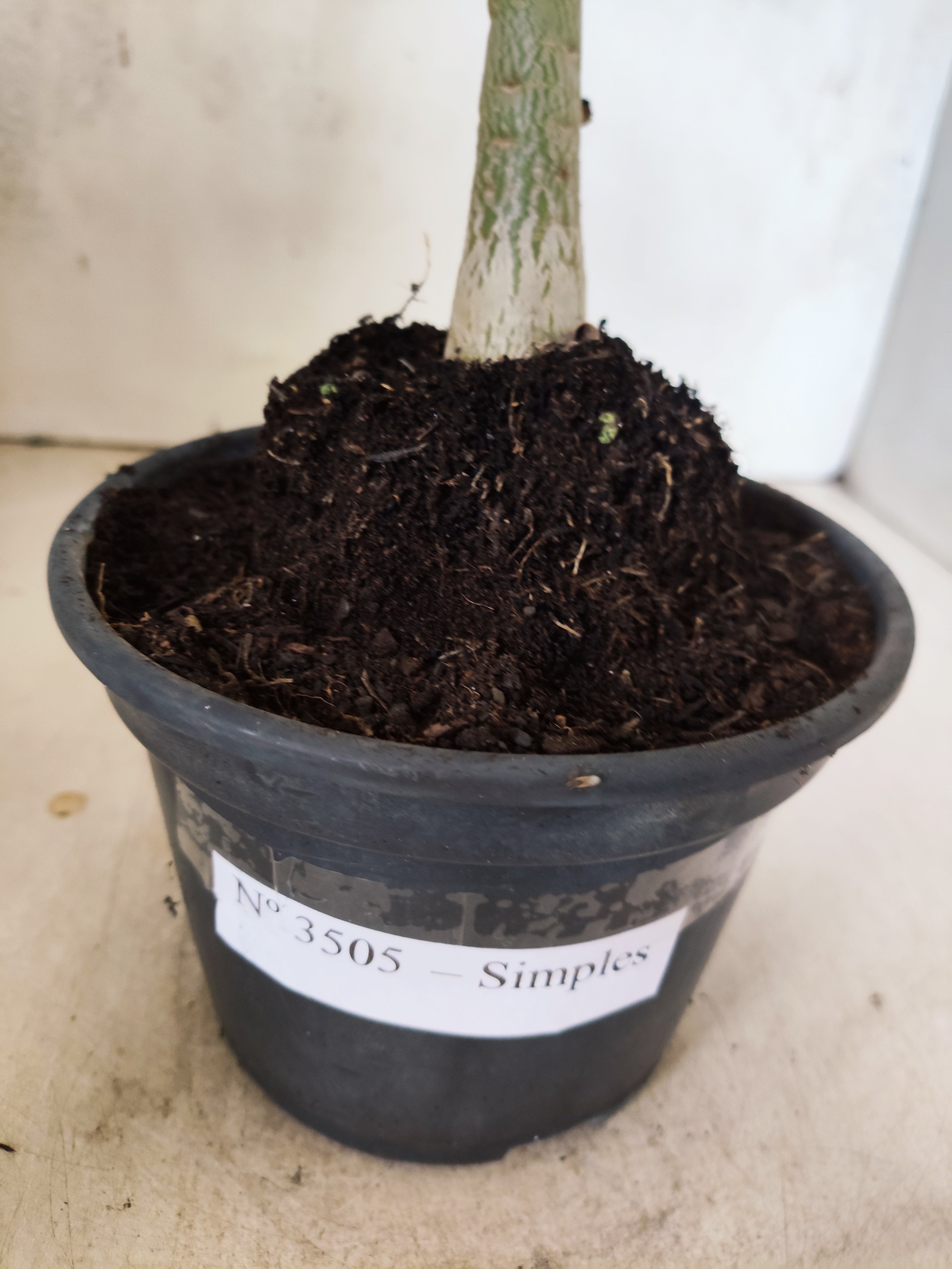 Planta Simples 3505 – 30cm – 02 anos