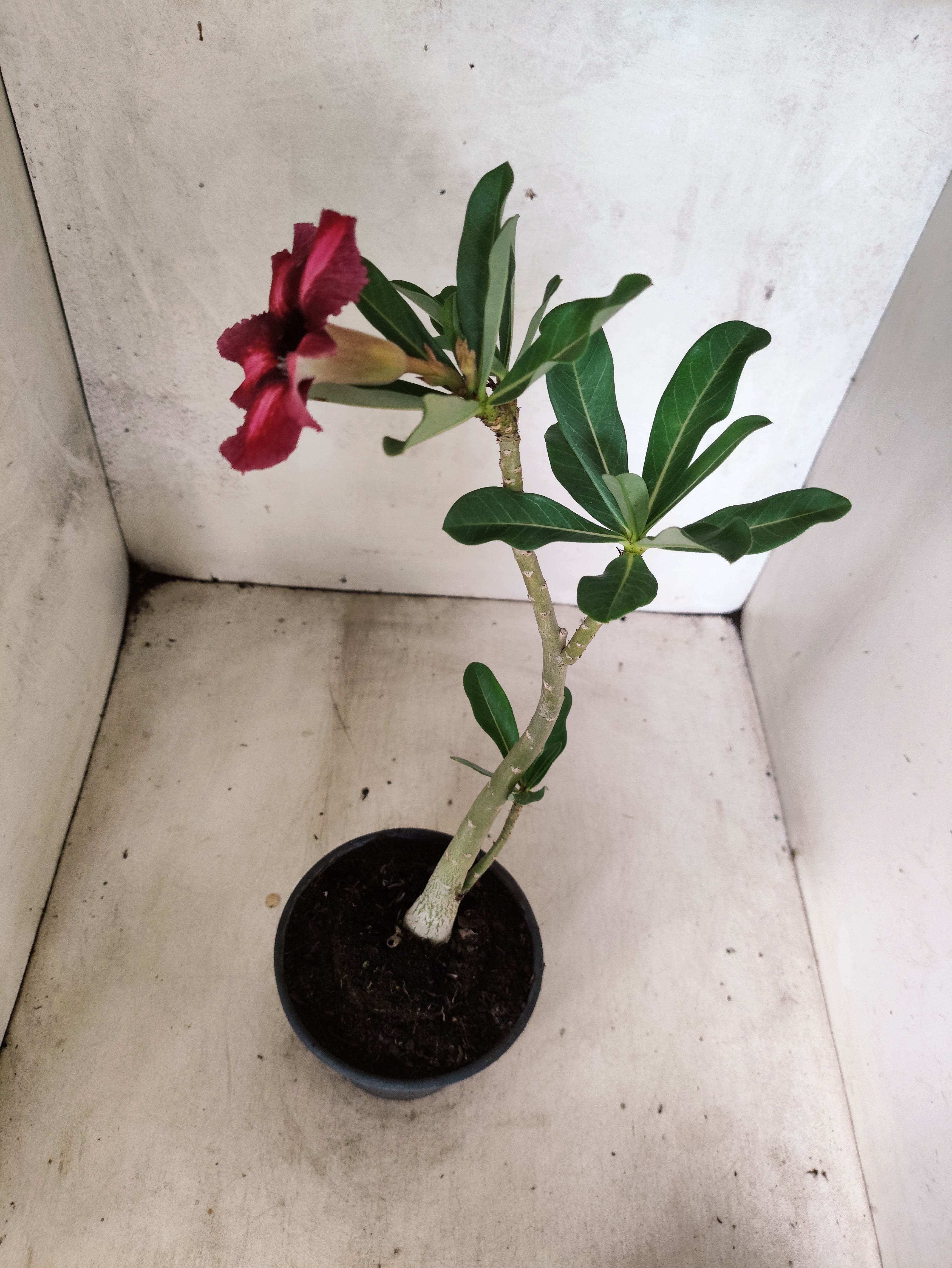 Planta Simples 3505 – 30cm – 02 anos