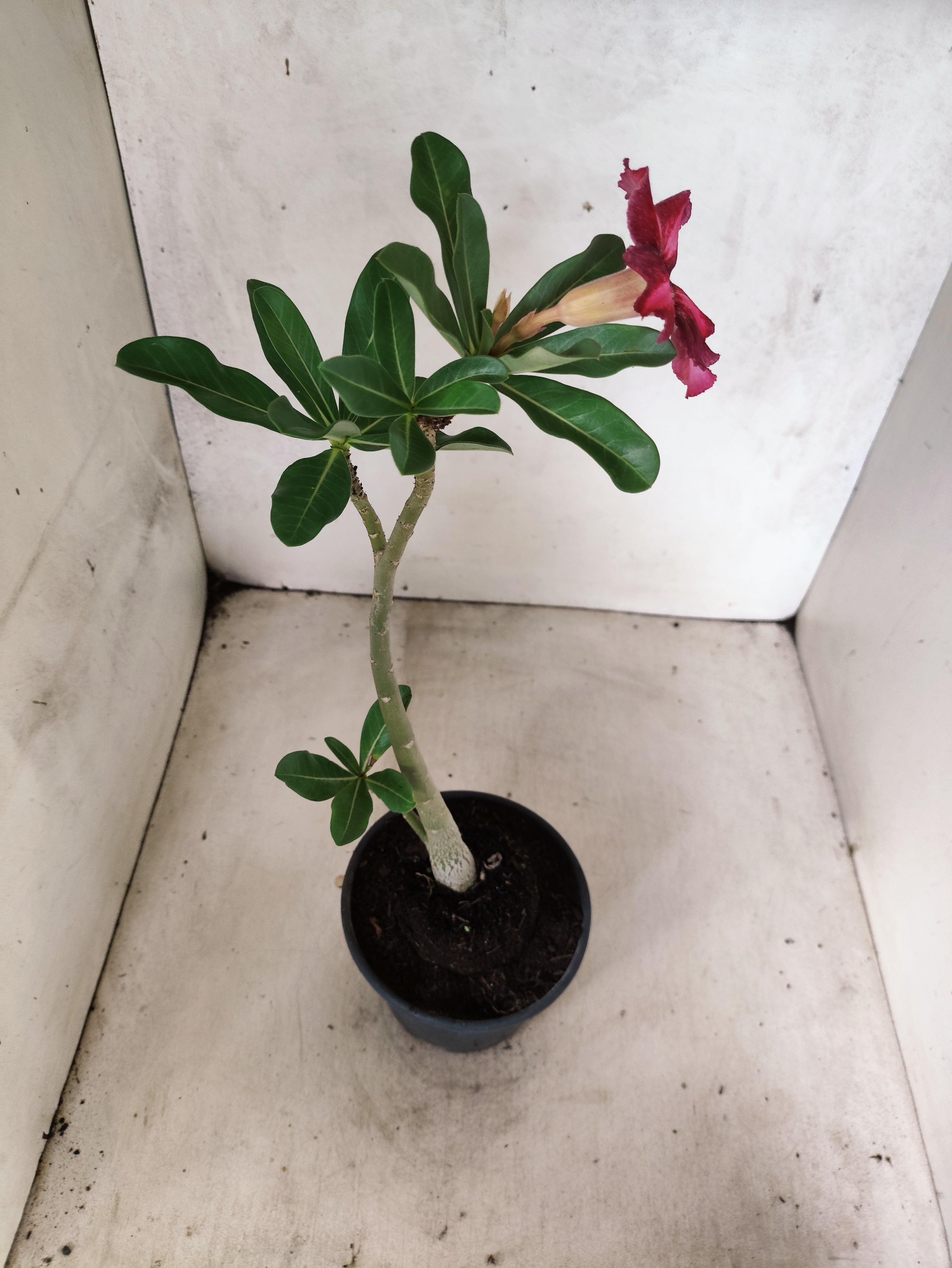 Planta Simples 3505 – 30cm – 02 anos