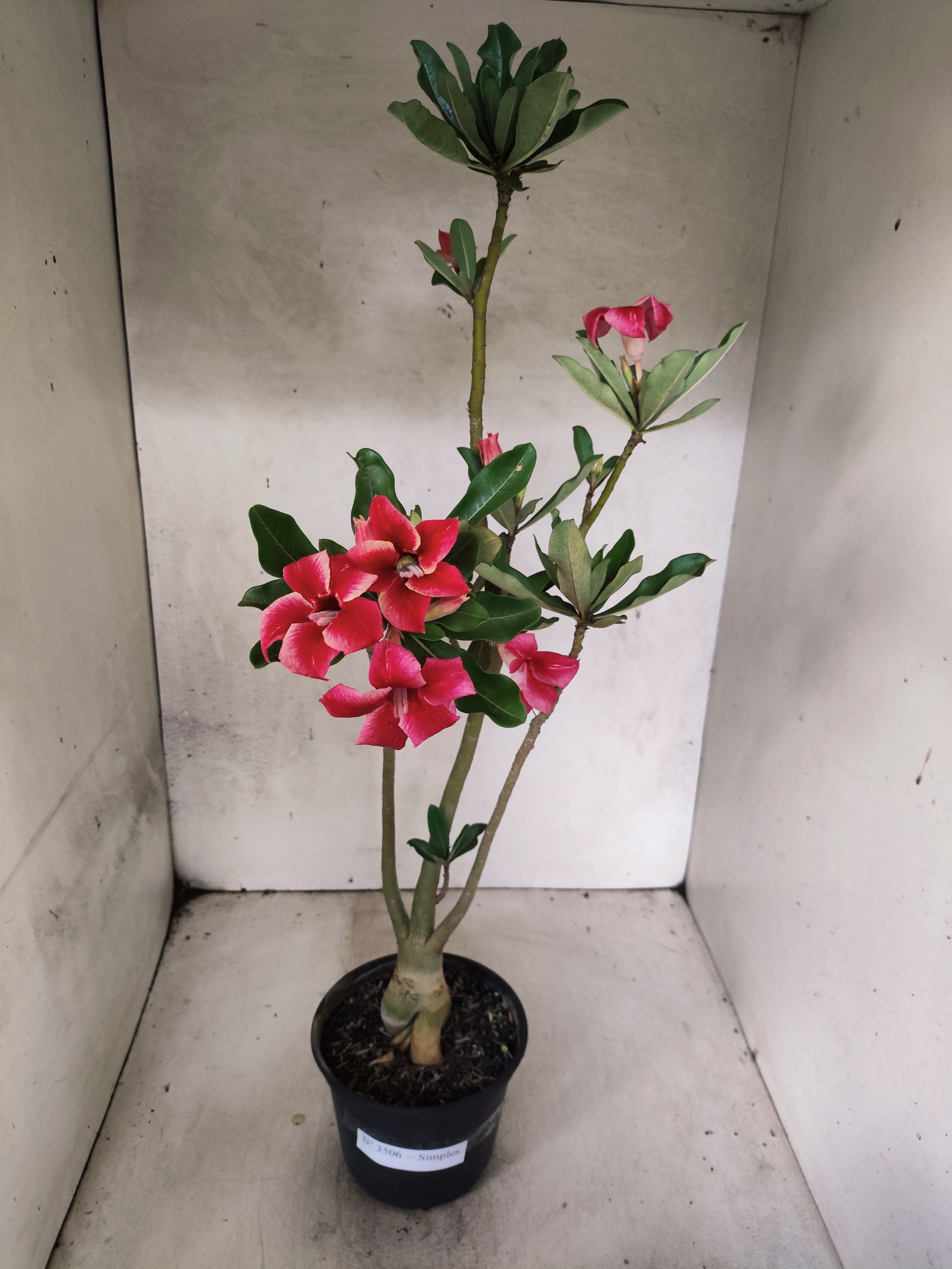 Planta Simples 3506 – 35cm – 03 anos