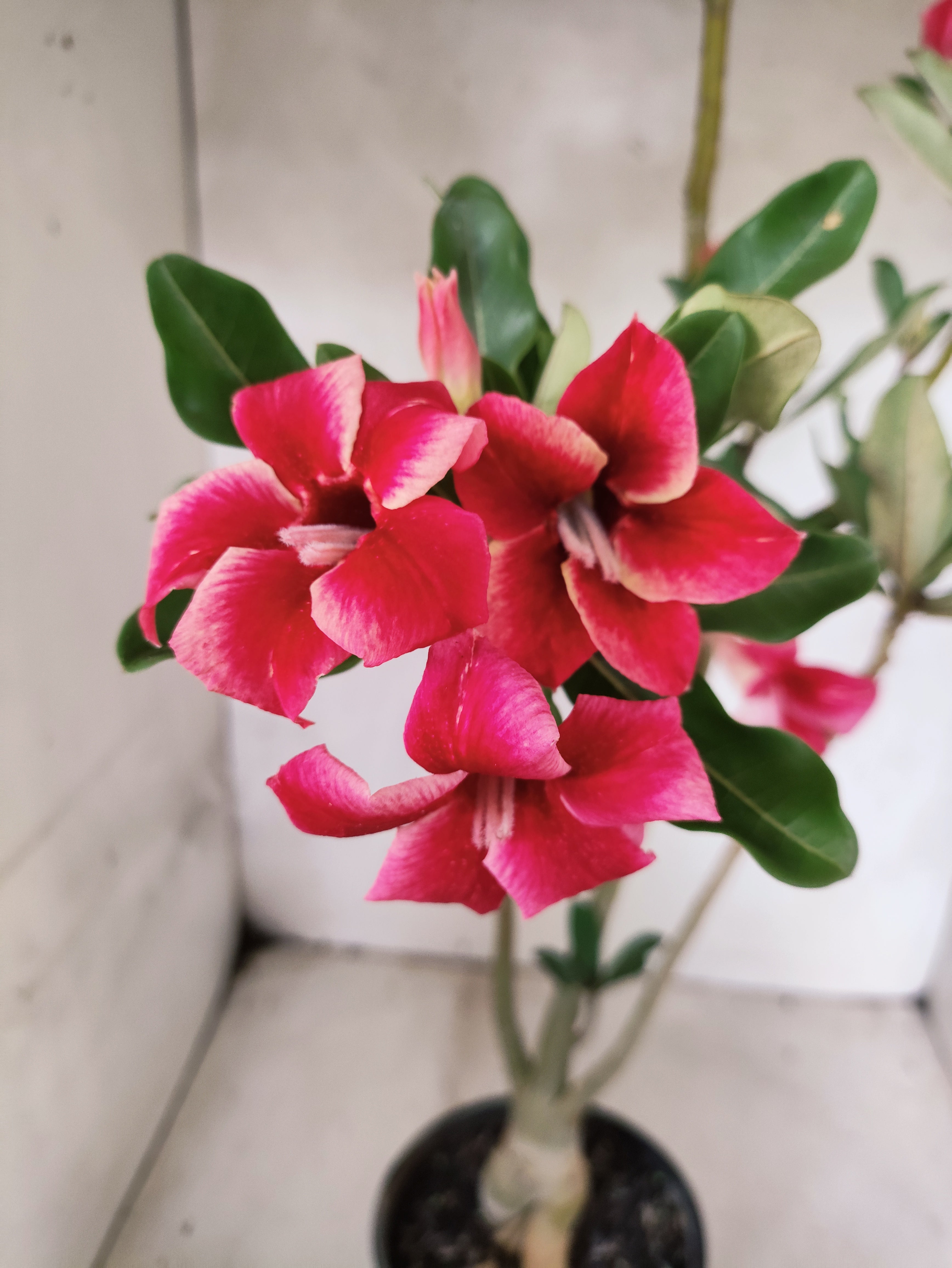 Planta Simples 3506 – 35cm – 03 anos