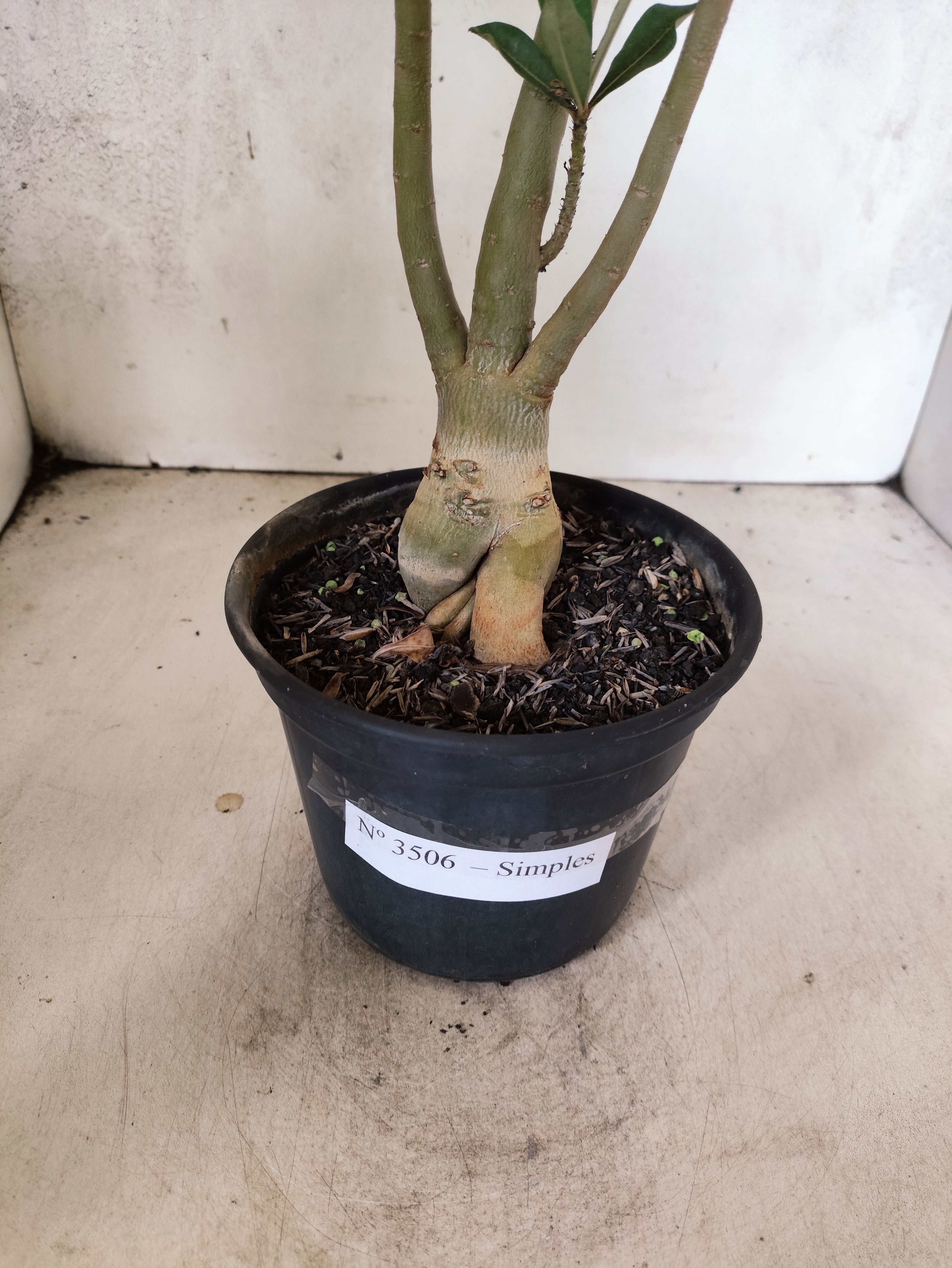 Planta Simples 3506 – 35cm – 03 anos