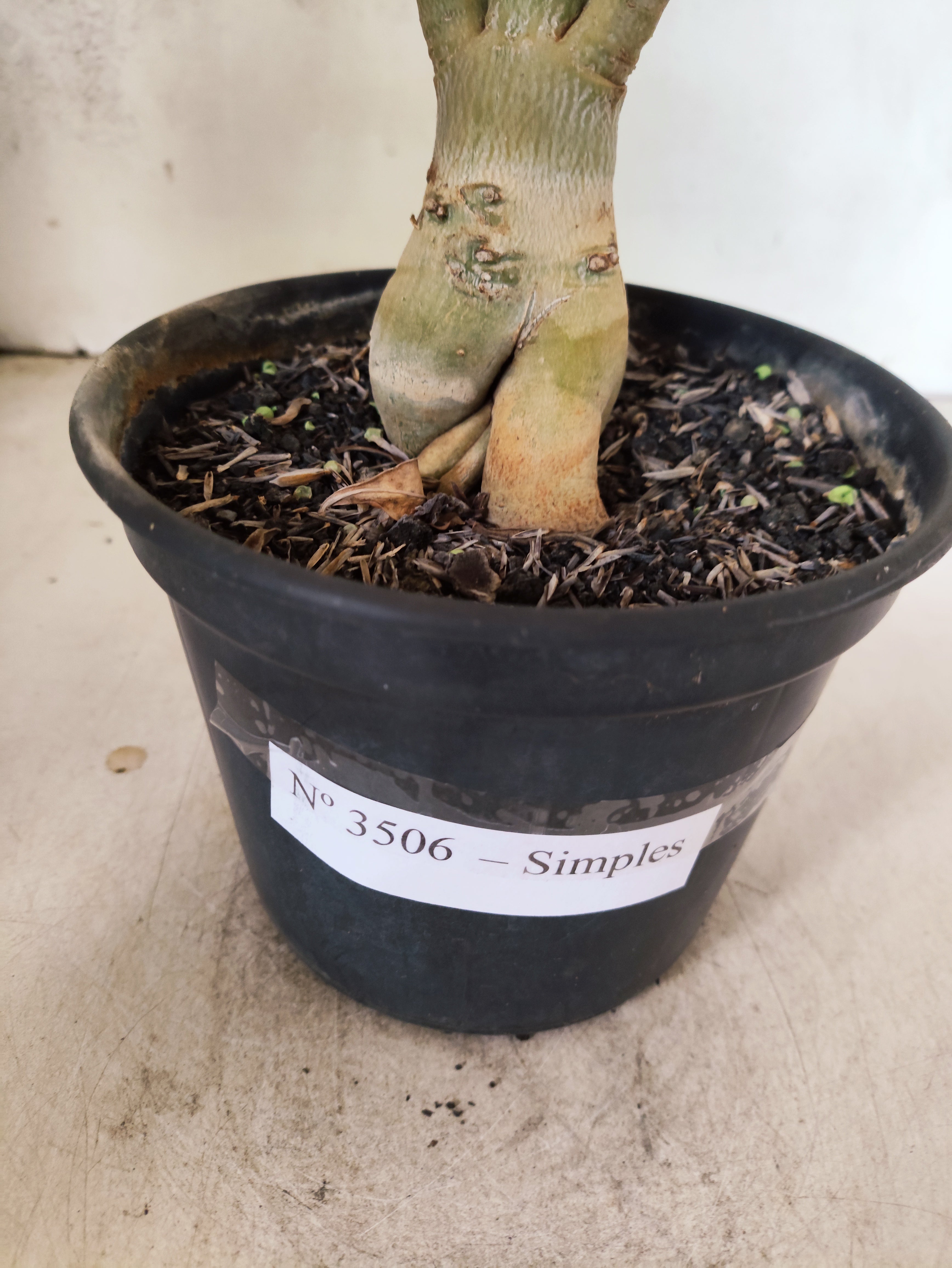 Planta Simples 3506 – 35cm – 03 anos