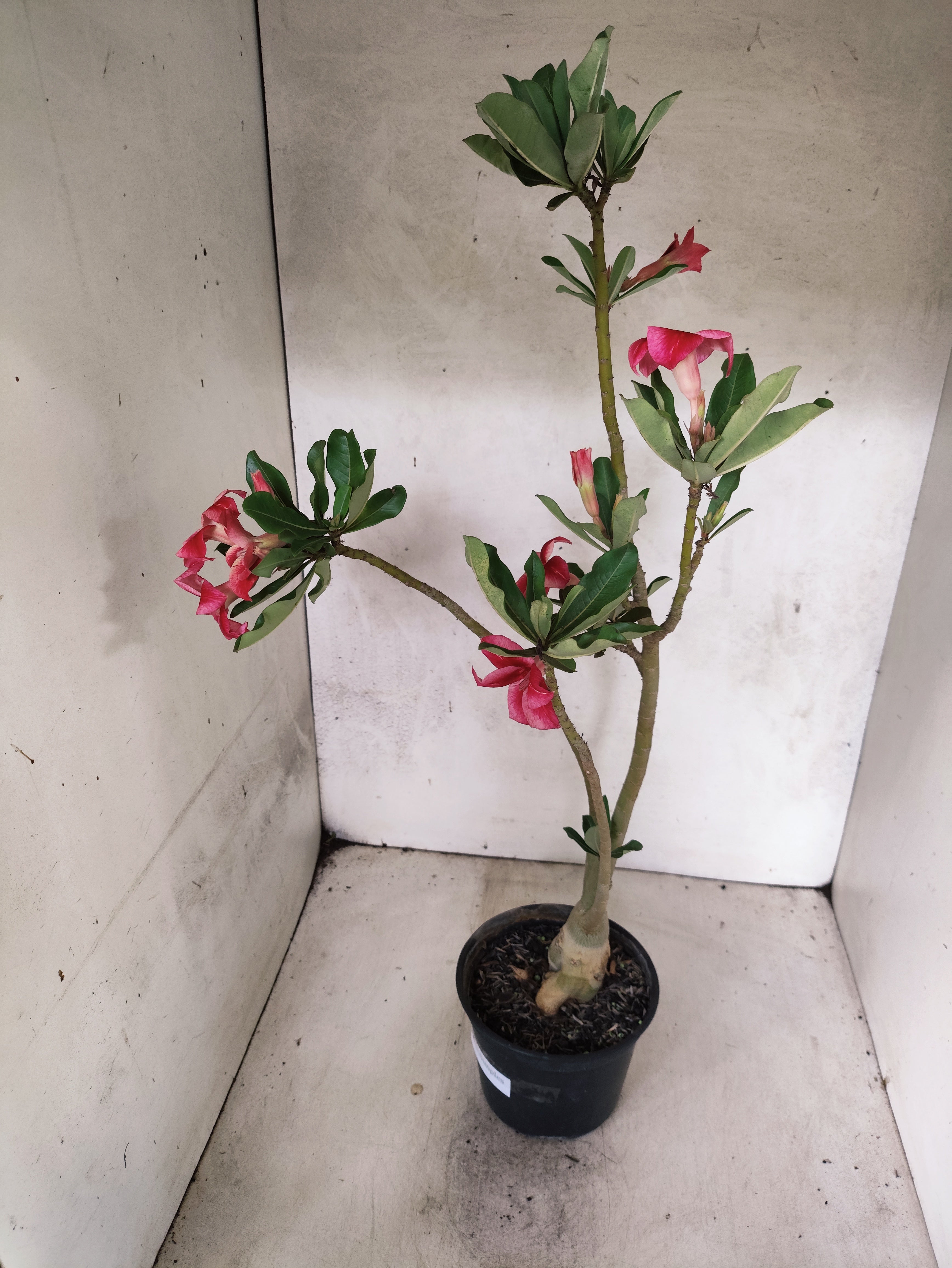 Planta Simples 3506 – 35cm – 03 anos