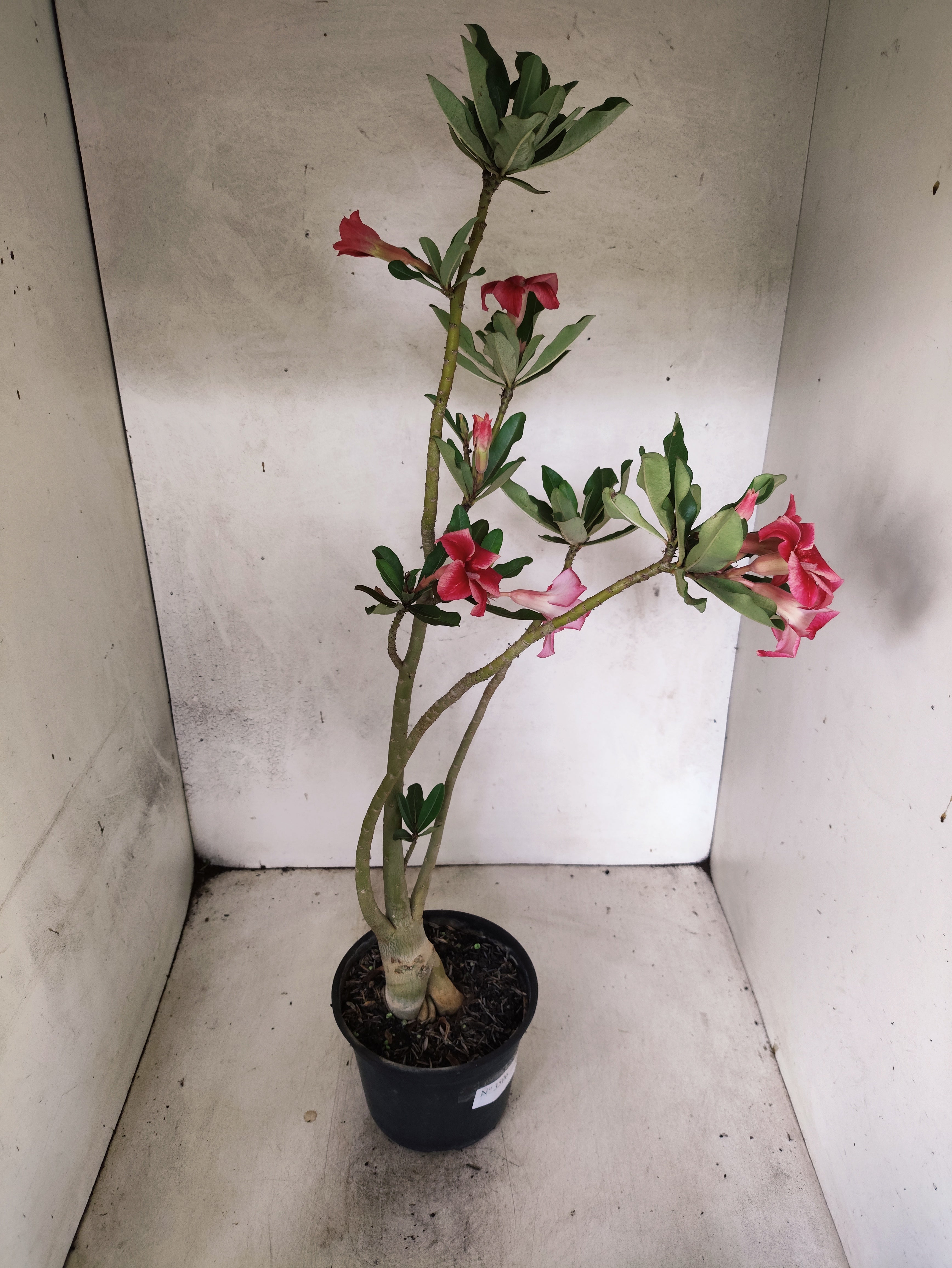 Planta Simples 3506 – 35cm – 03 anos