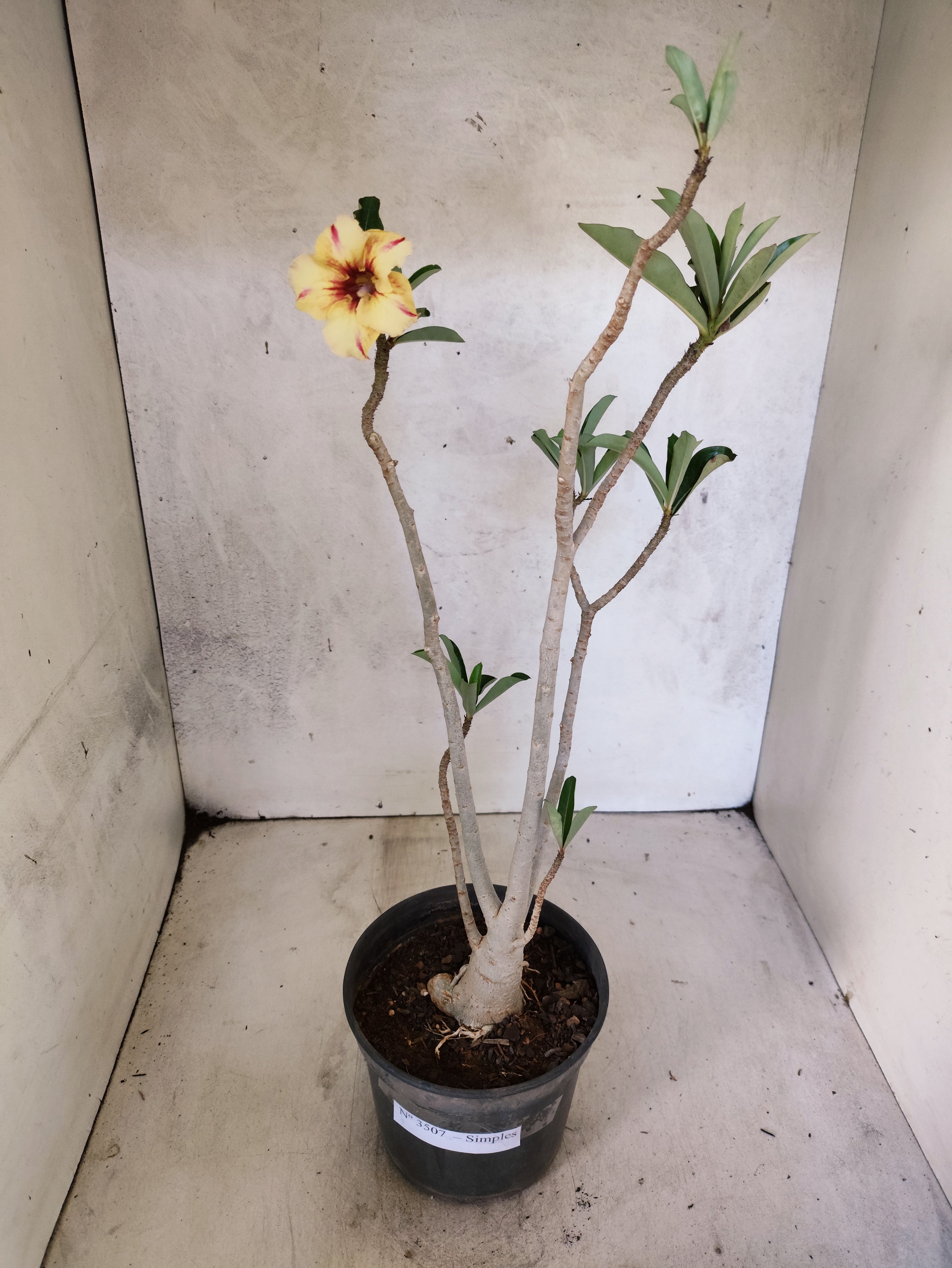 Planta Simples 3507 – 35cm – 03 anos