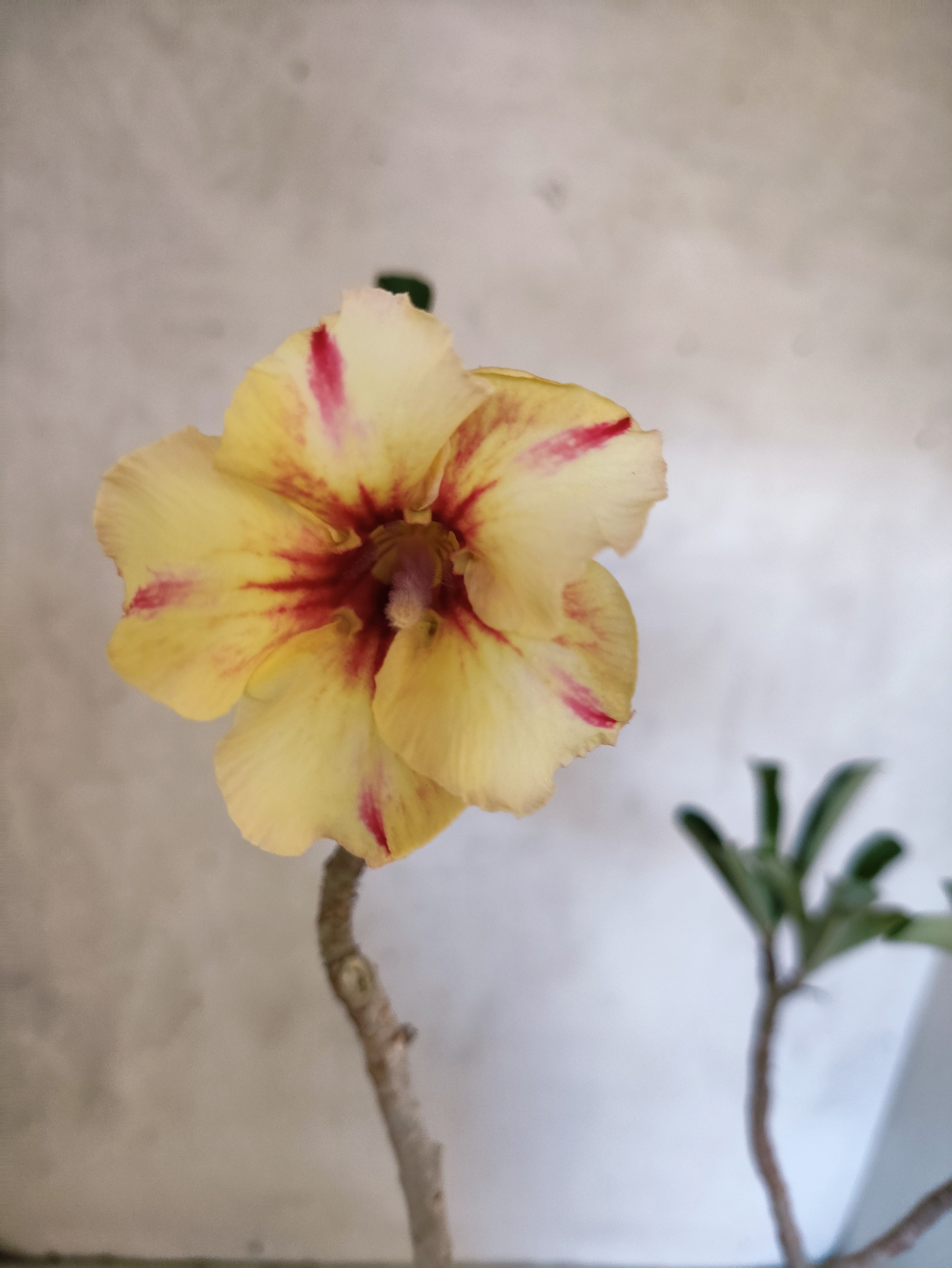 Planta Simples 3507 – 35cm – 03 anos