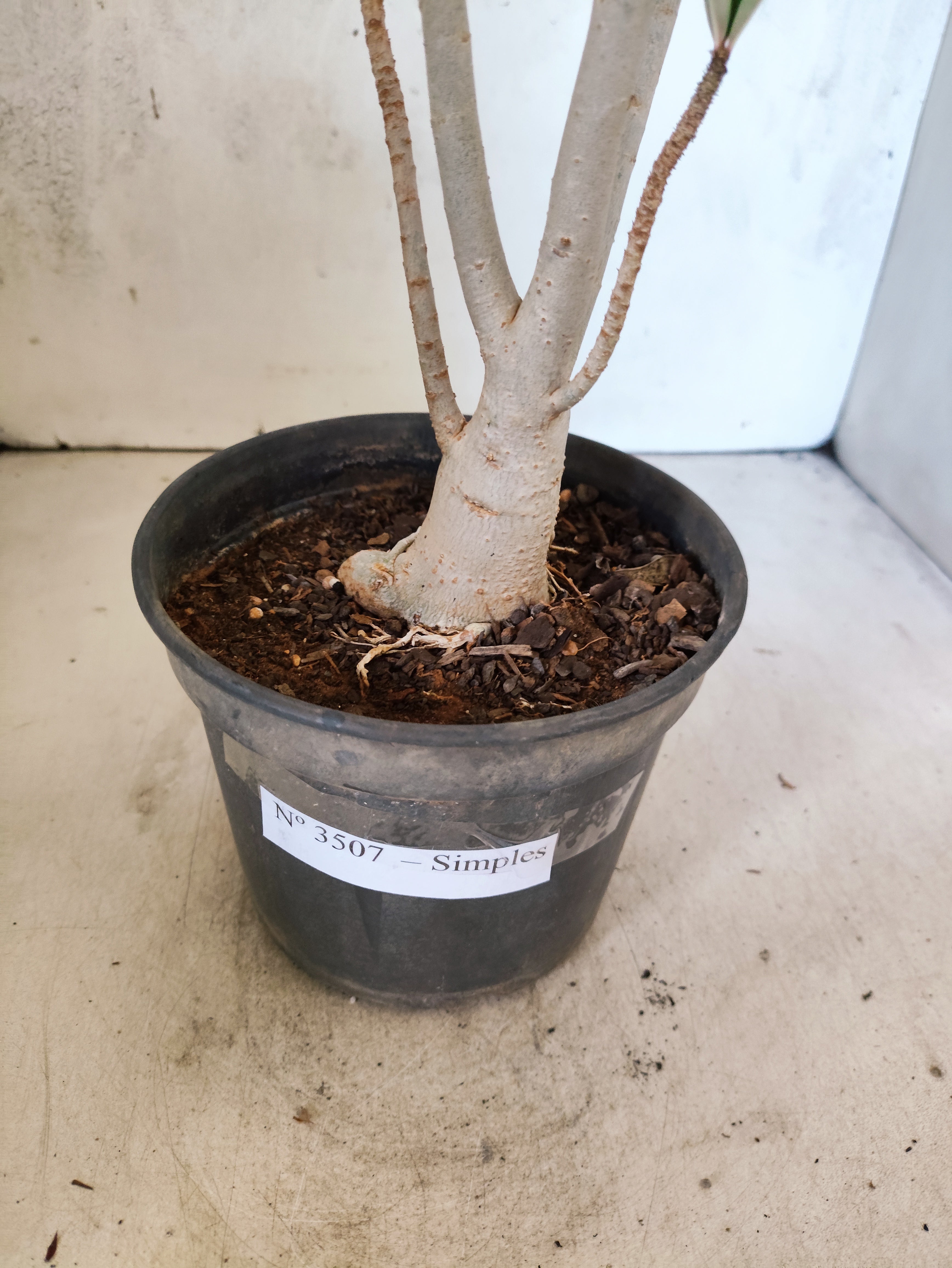 Planta Simples 3507 – 35cm – 03 anos