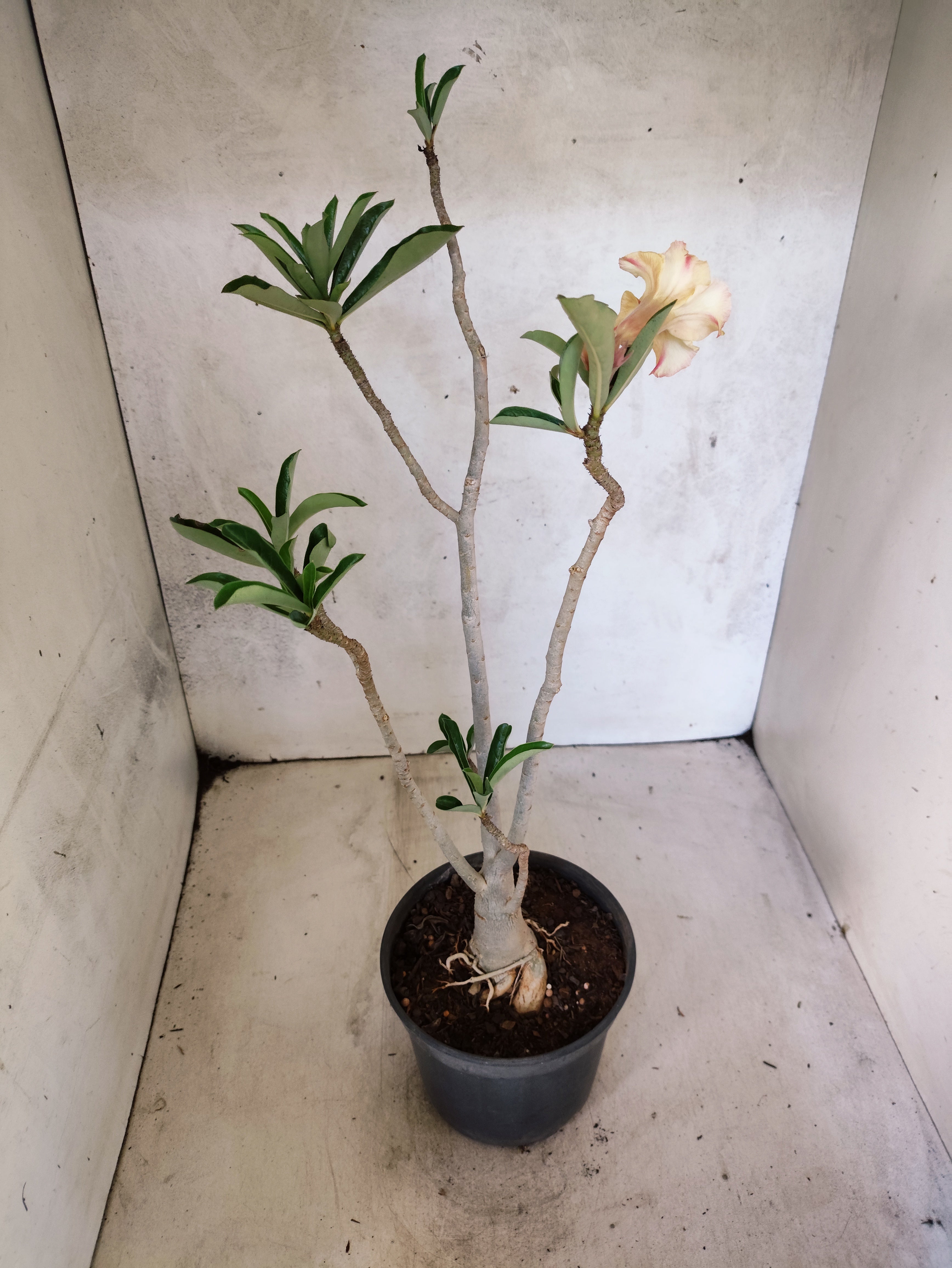 Planta Simples 3507 – 35cm – 03 anos