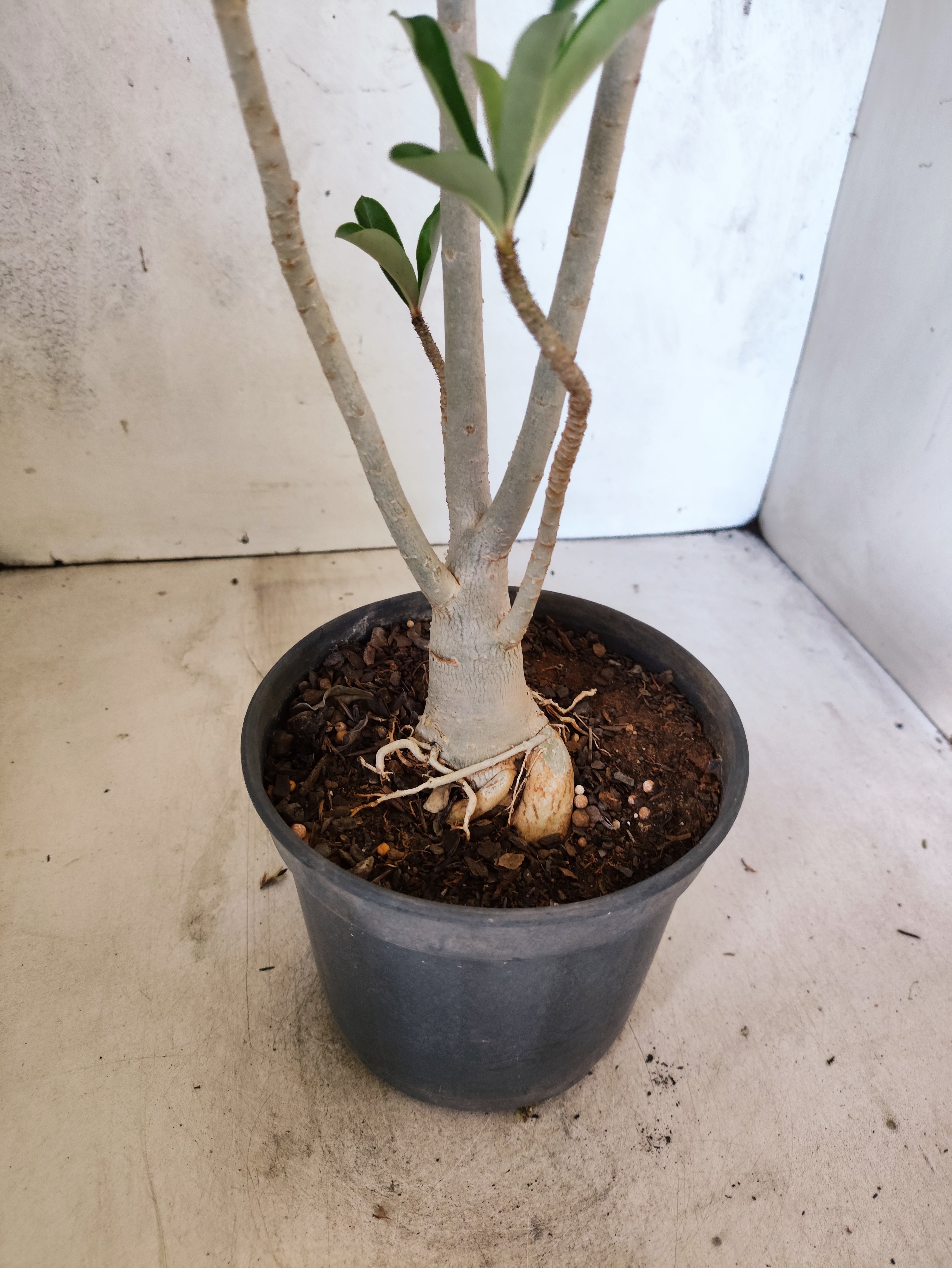 Planta Simples 3507 – 35cm – 03 anos