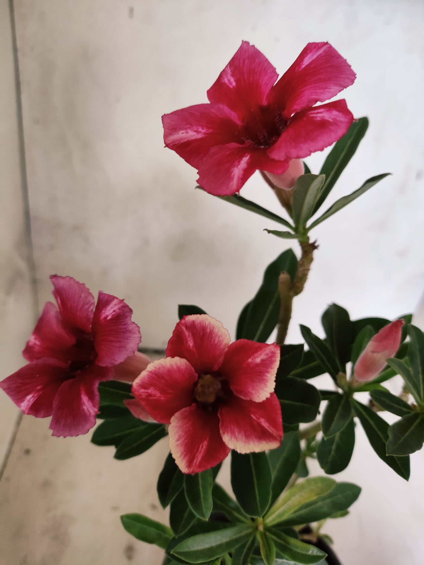 Planta Simples 3509 – 30cm – 02 anos