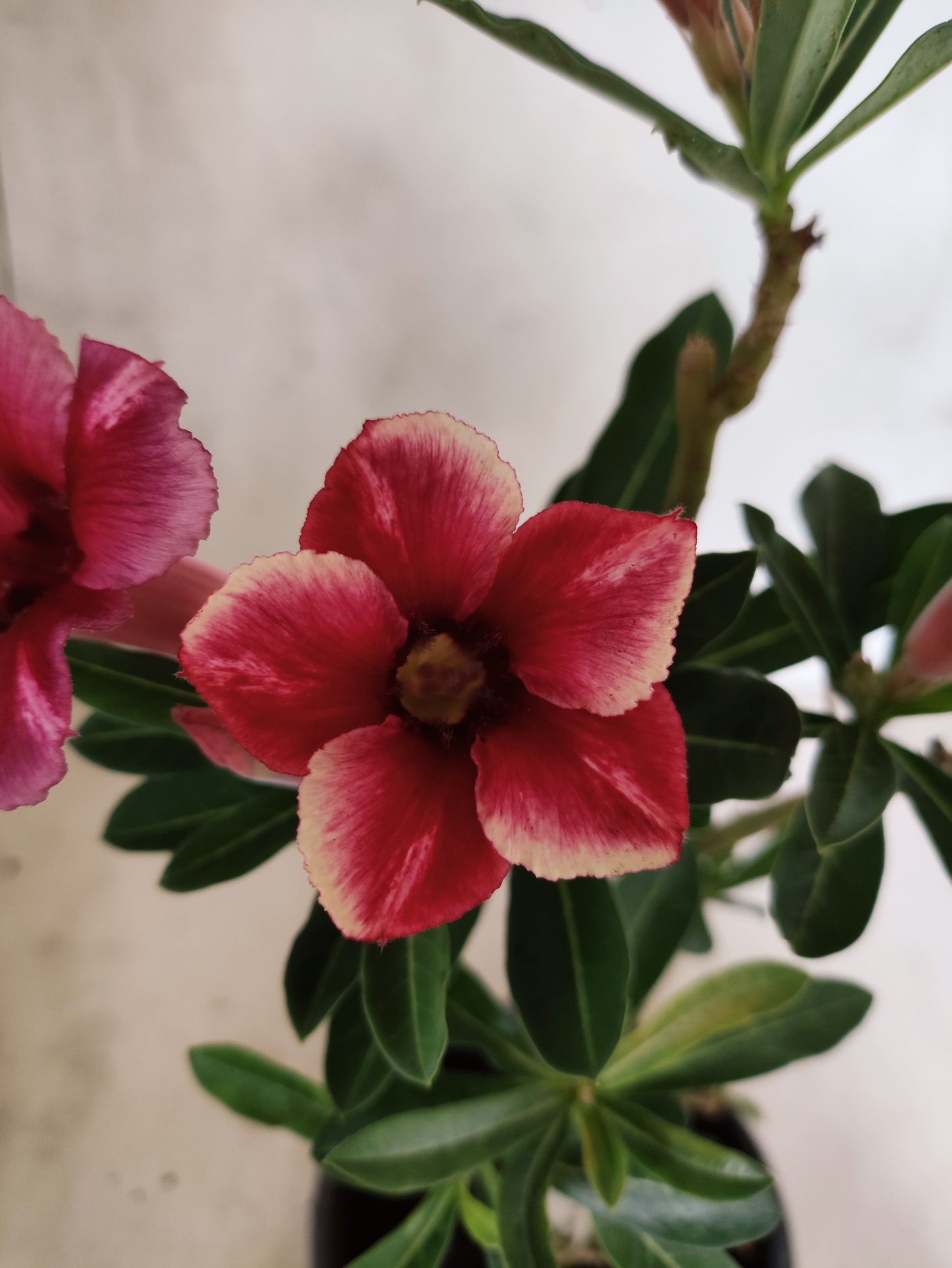 Planta Simples 3509 – 30cm – 02 anos