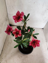 Planta Simples 3509 – 30cm – 02 anos