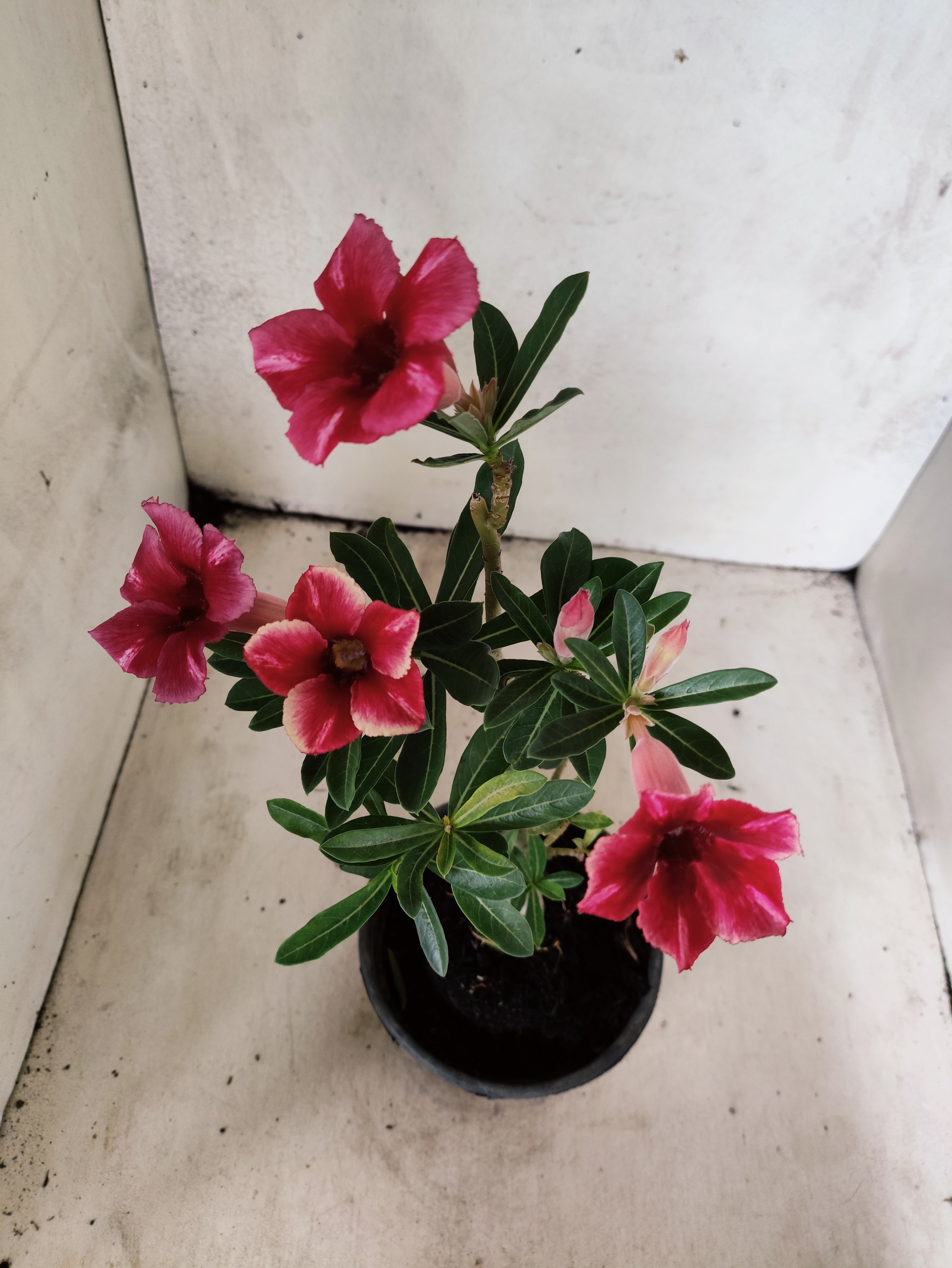 Planta Simples 3509 – 30cm – 02 anos