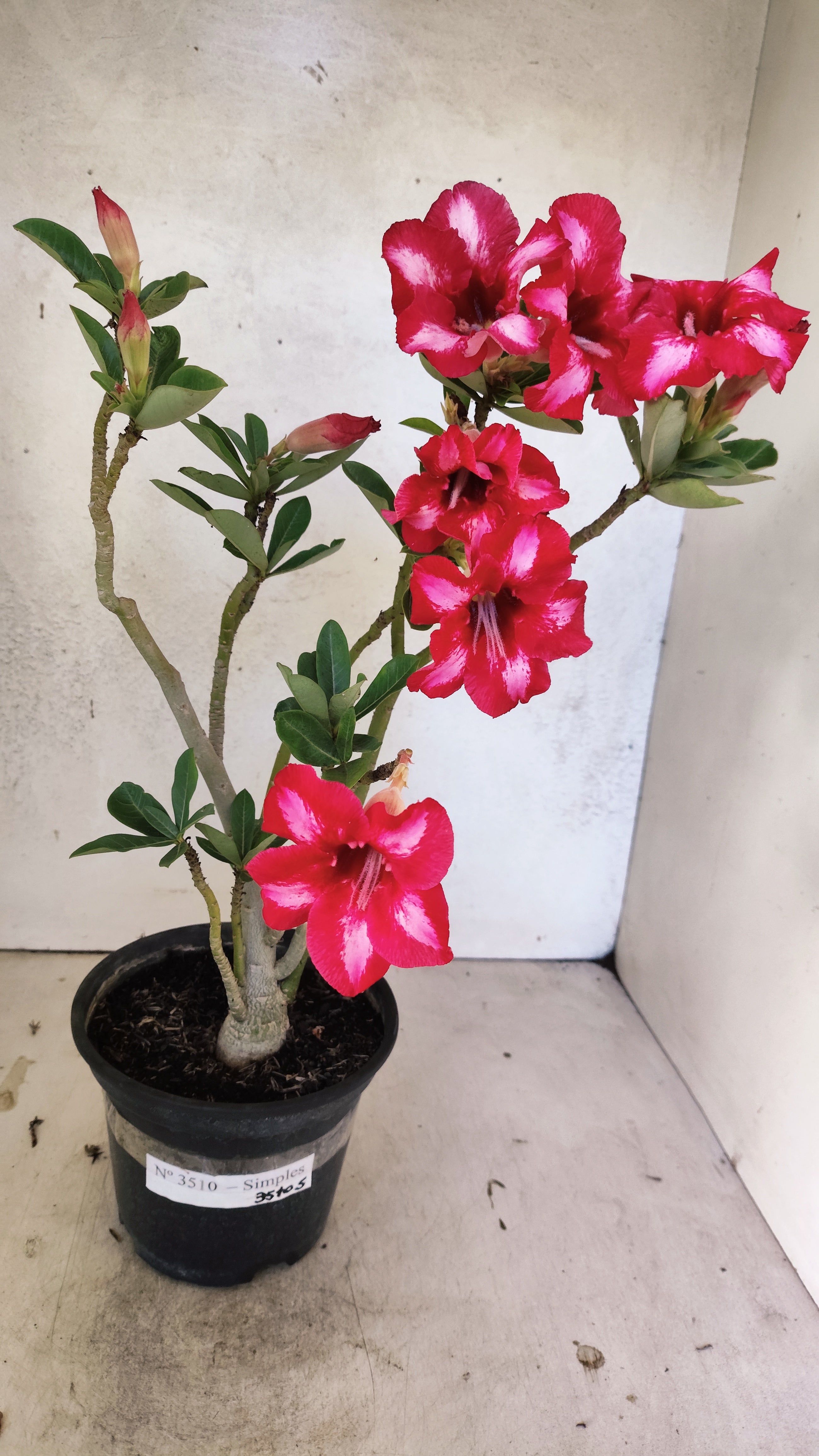 Planta Simples 3510 – 30cm – 03 anos