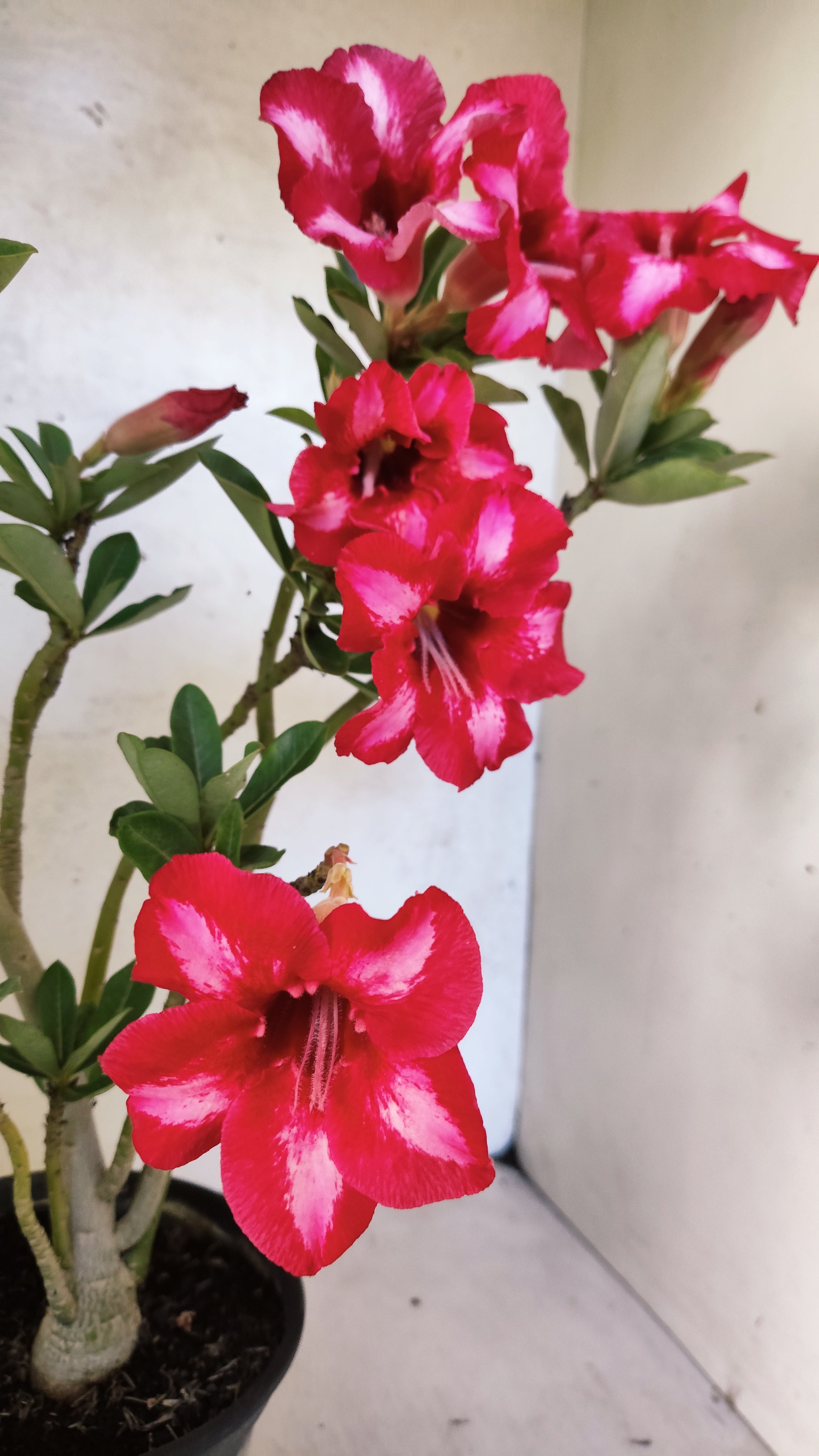Planta Simples 3510 – 30cm – 03 anos