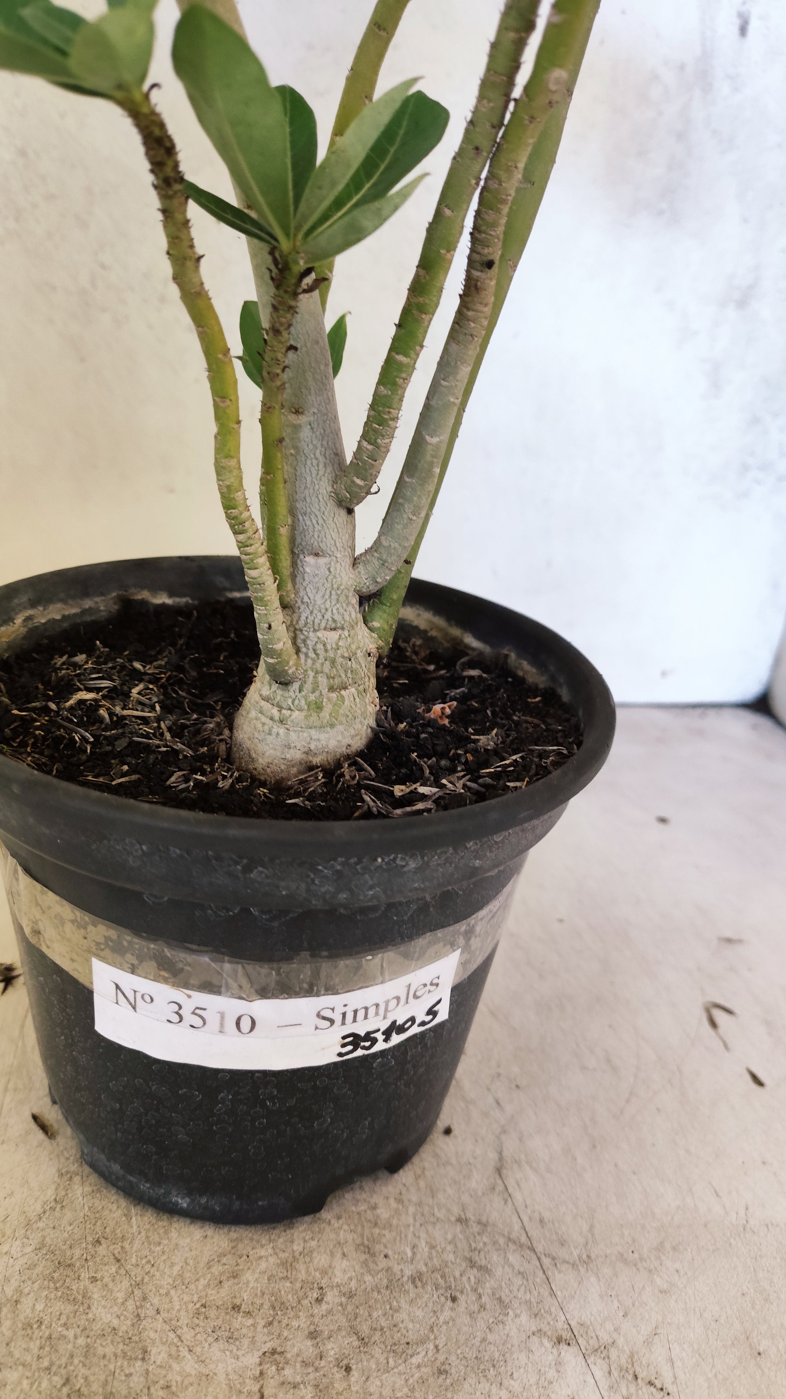 Planta Simples 3510 – 30cm – 03 anos