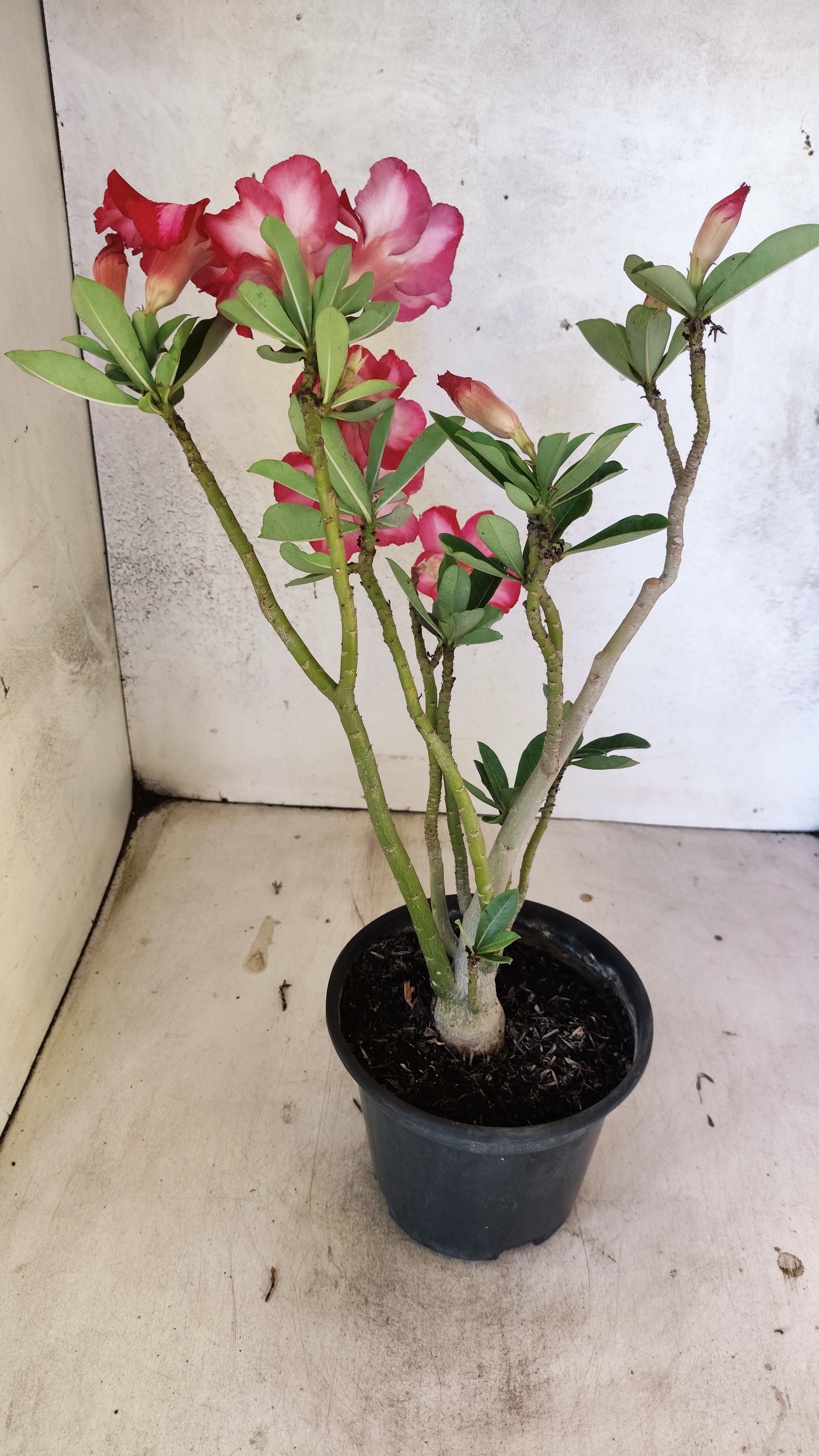 Planta Simples 3510 – 30cm – 03 anos