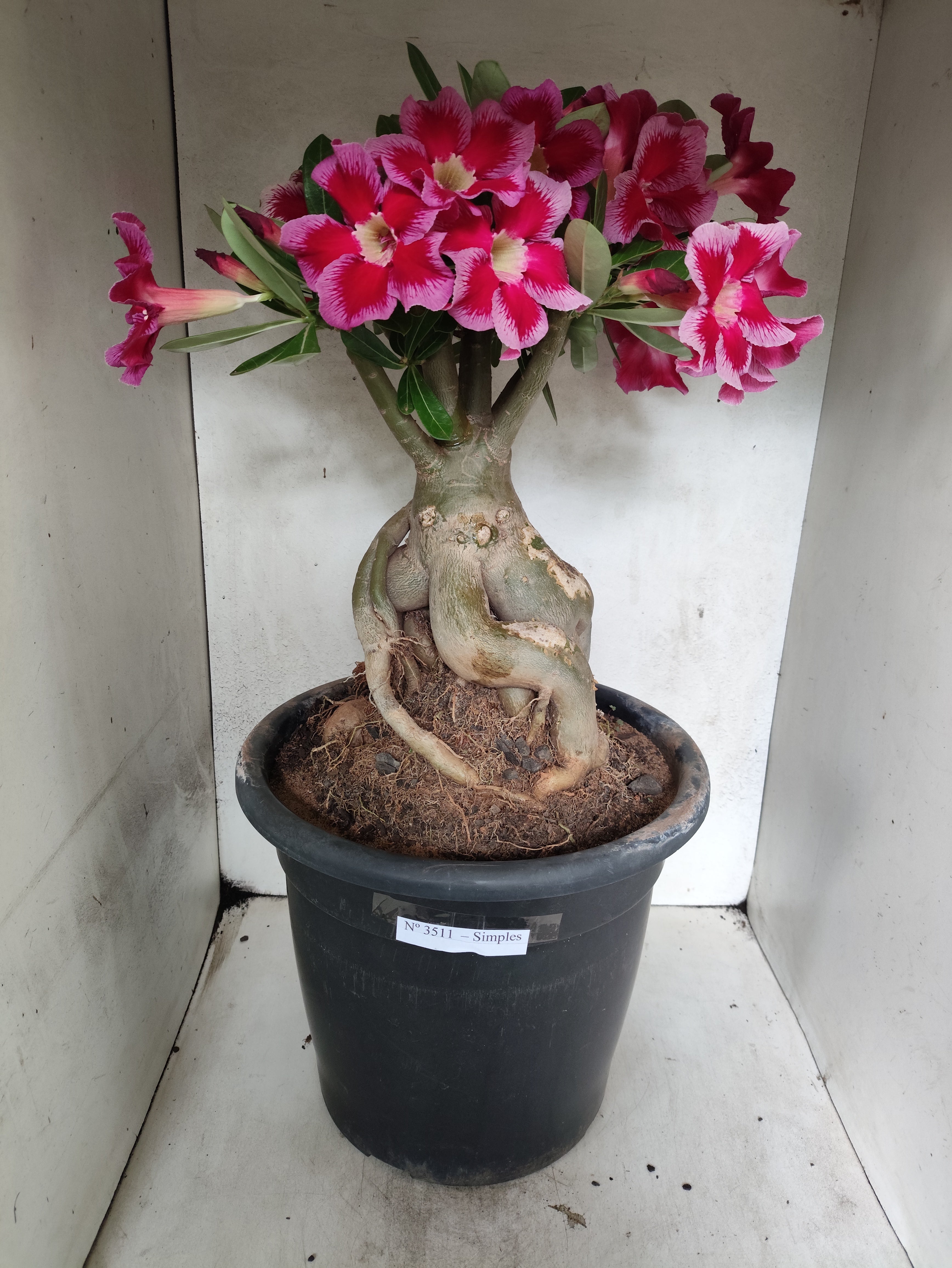 Planta Simples 3511 – 50cm – 10 anos