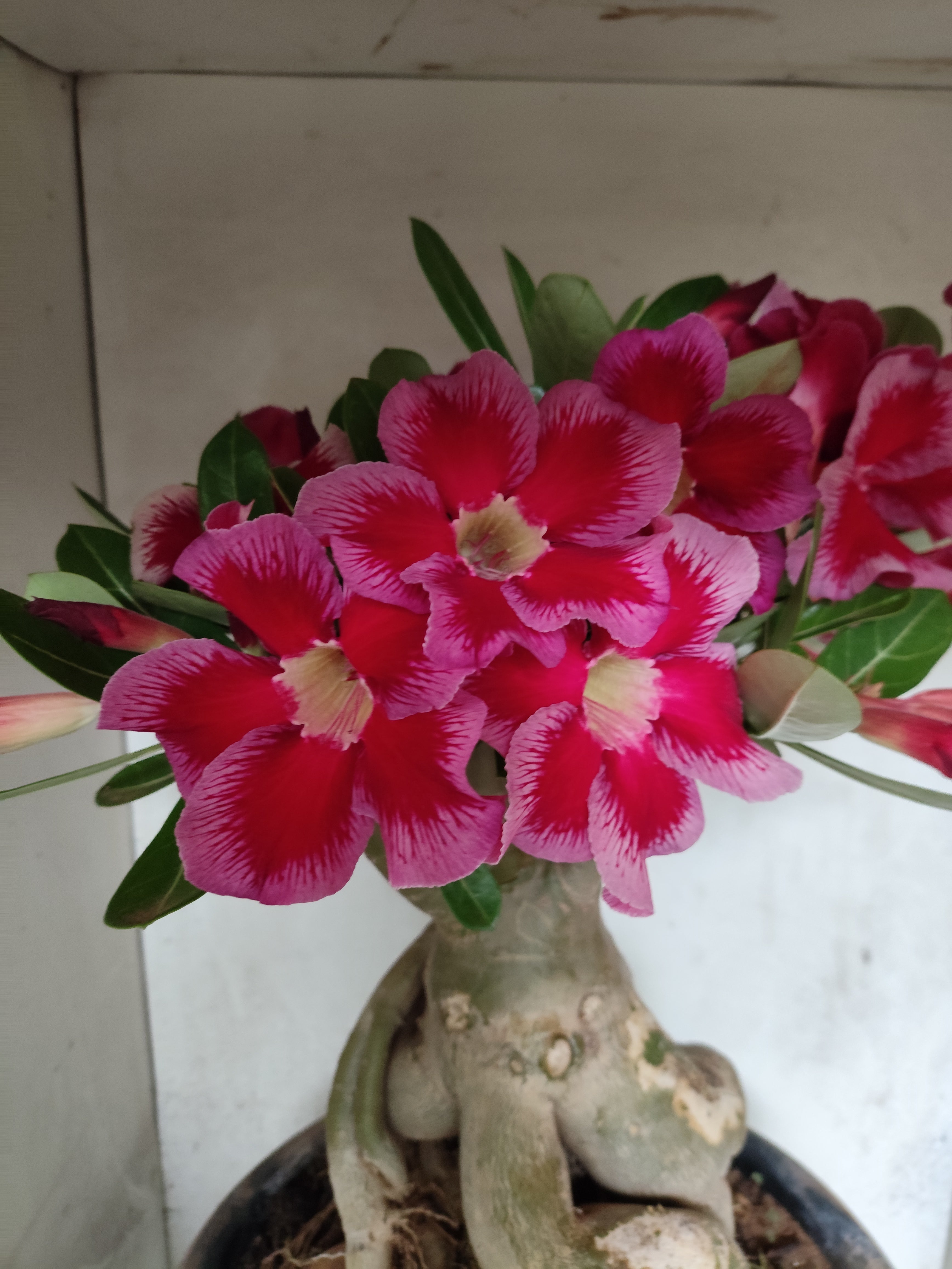 Planta Simples 3511 – 50cm – 10 anos