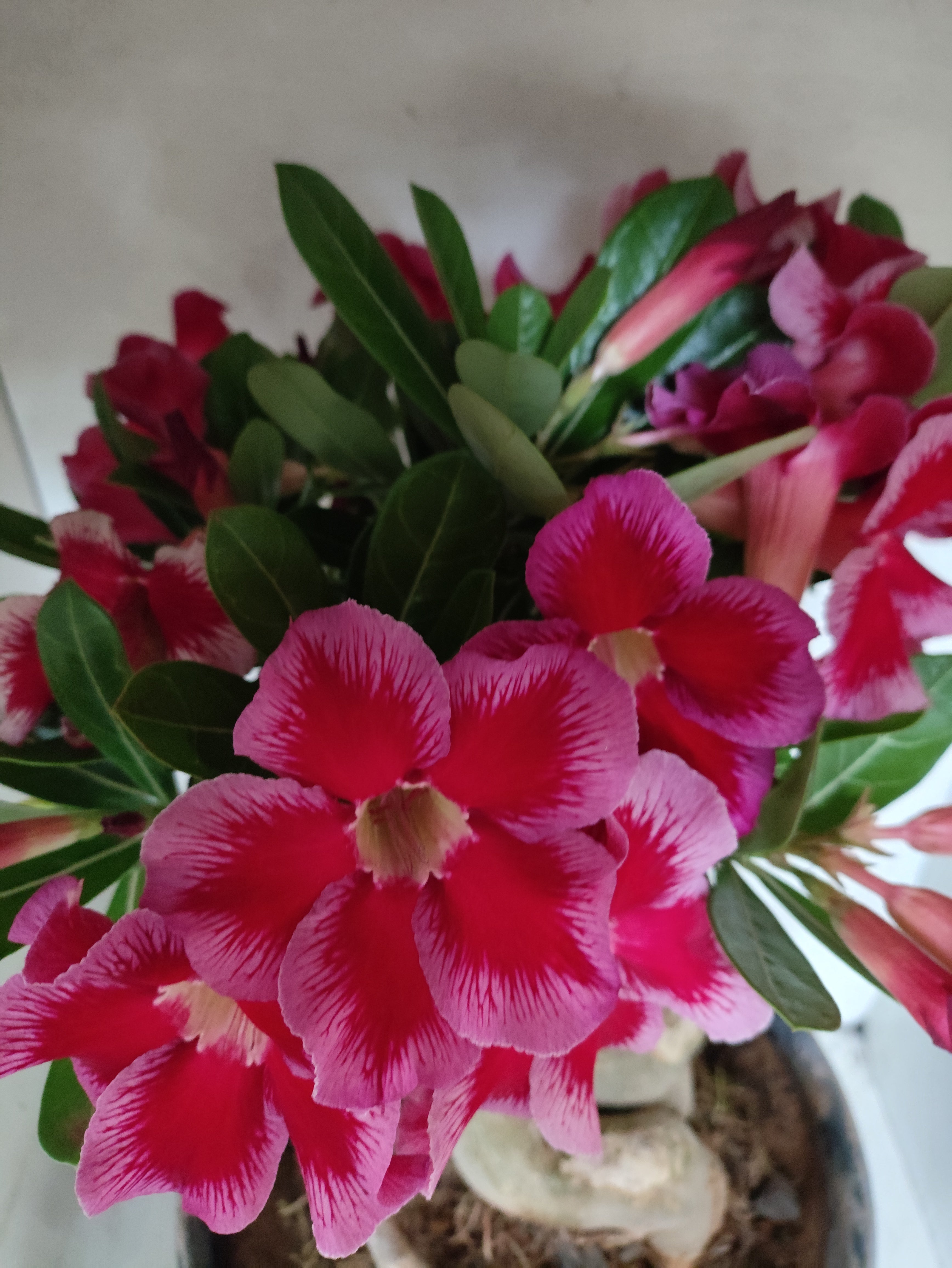 Planta Simples 3511 – 50cm – 10 anos