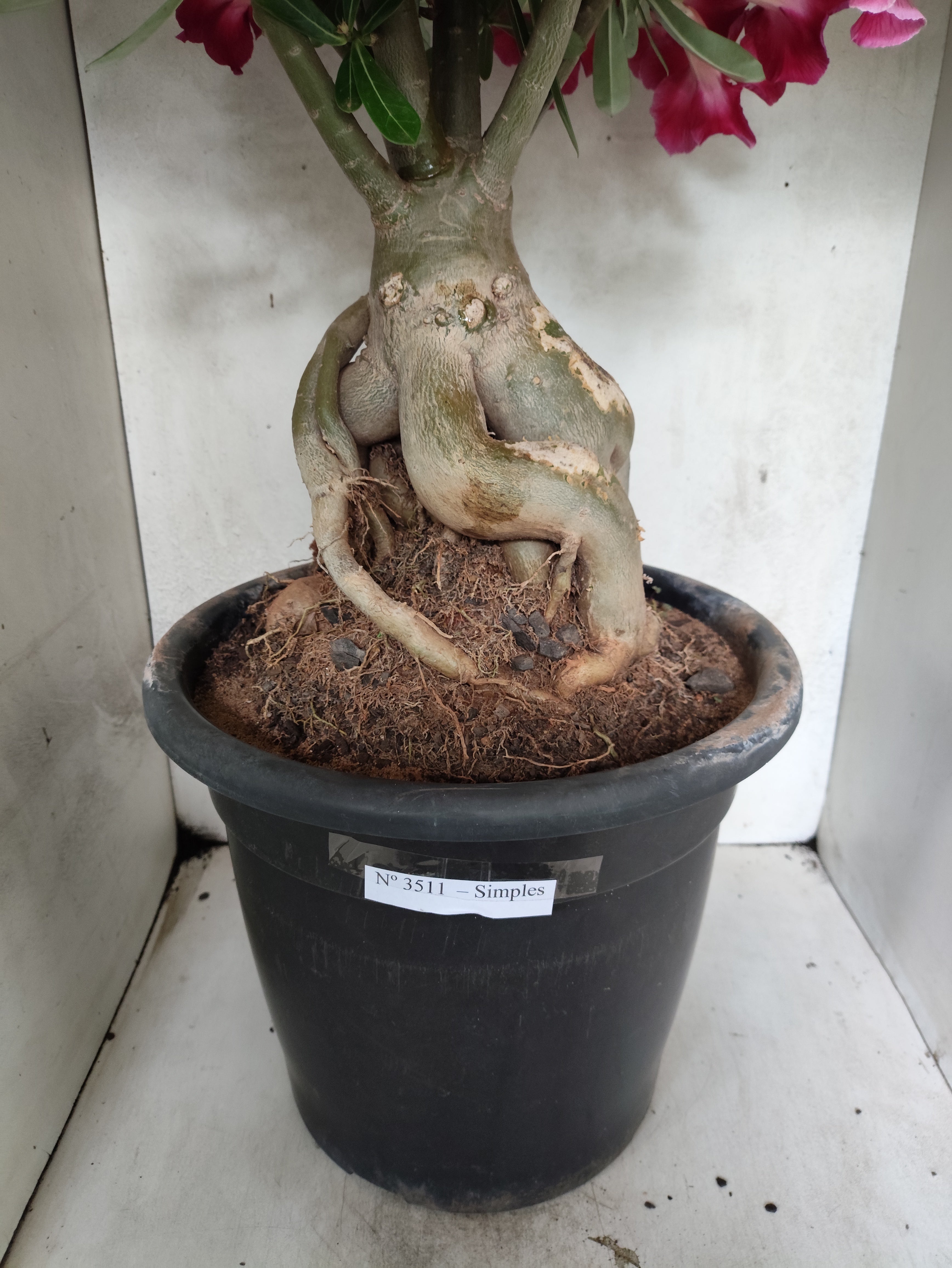 Planta Simples 3511 – 50cm – 10 anos