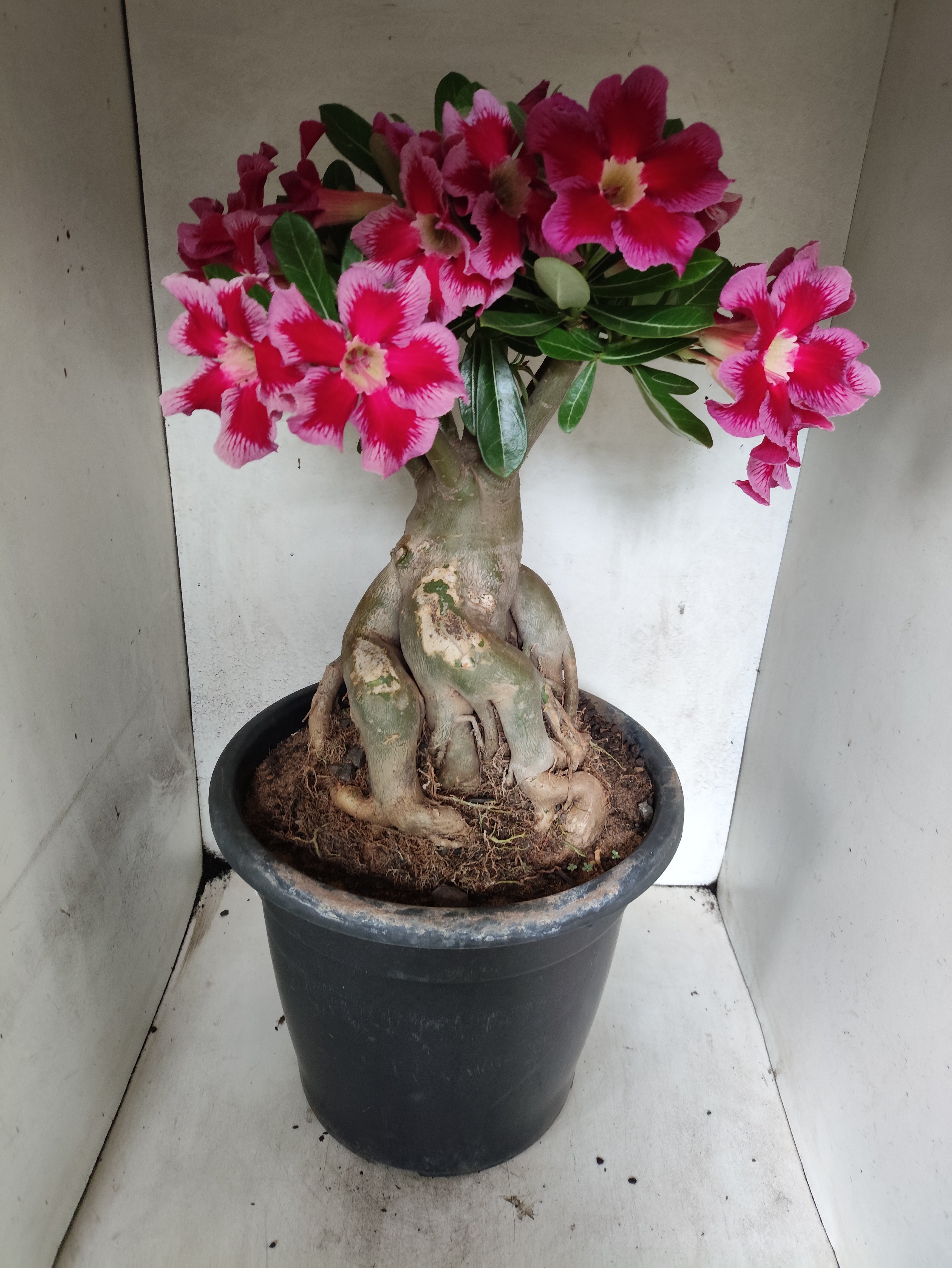 Planta Simples 3511 – 50cm – 10 anos