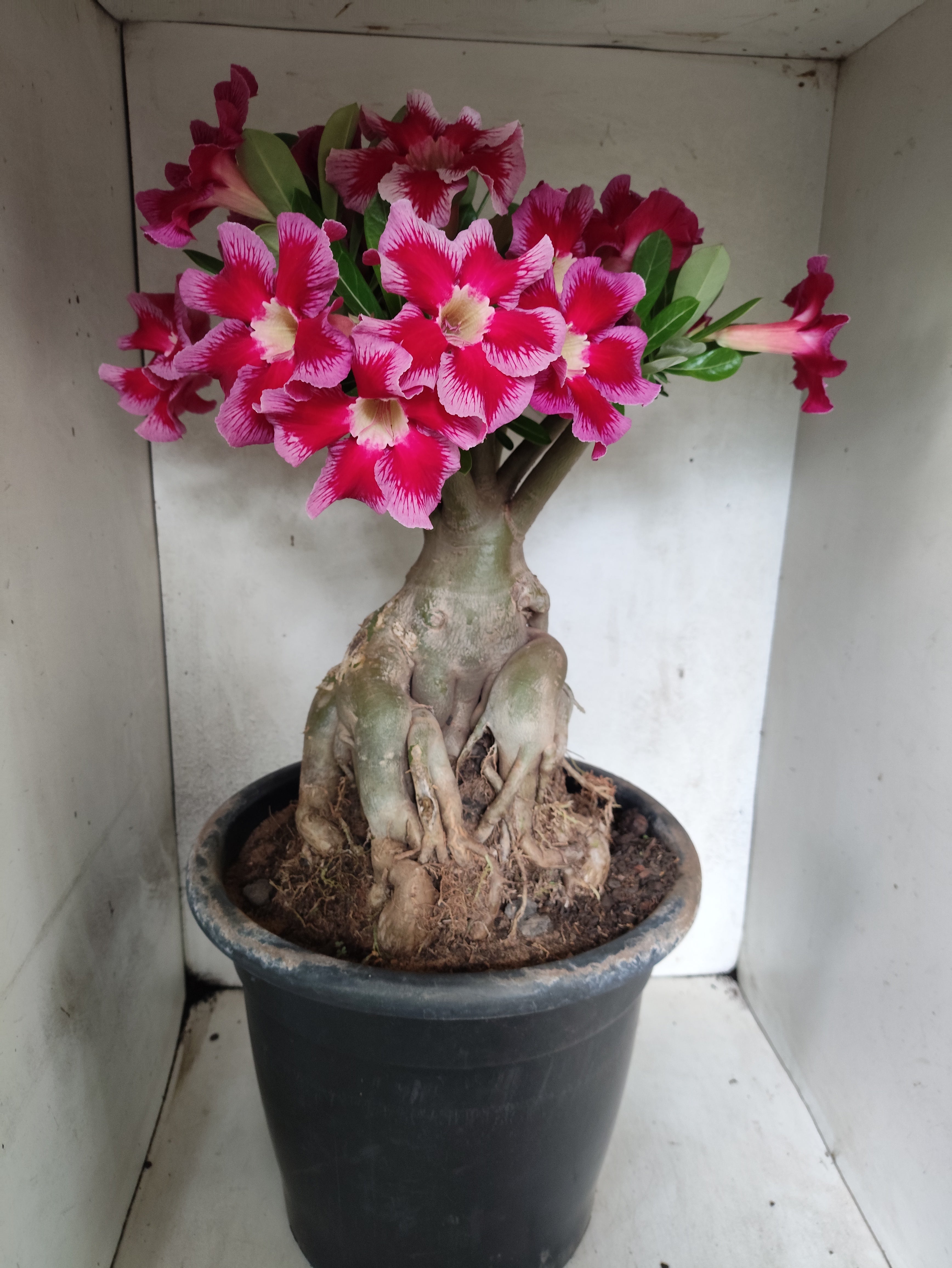 Planta Simples 3511 – 50cm – 10 anos