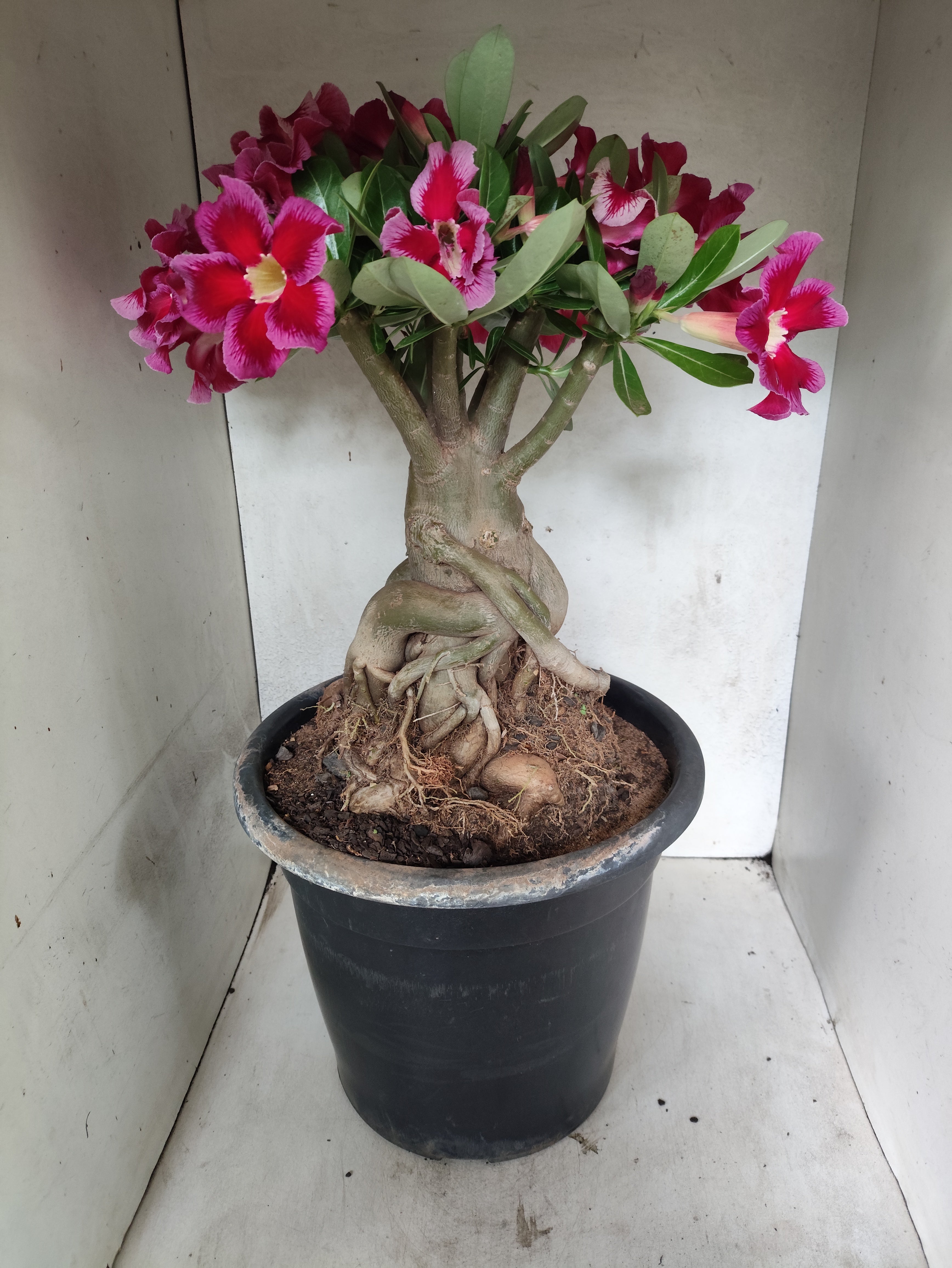 Planta Simples 3511 – 50cm – 10 anos