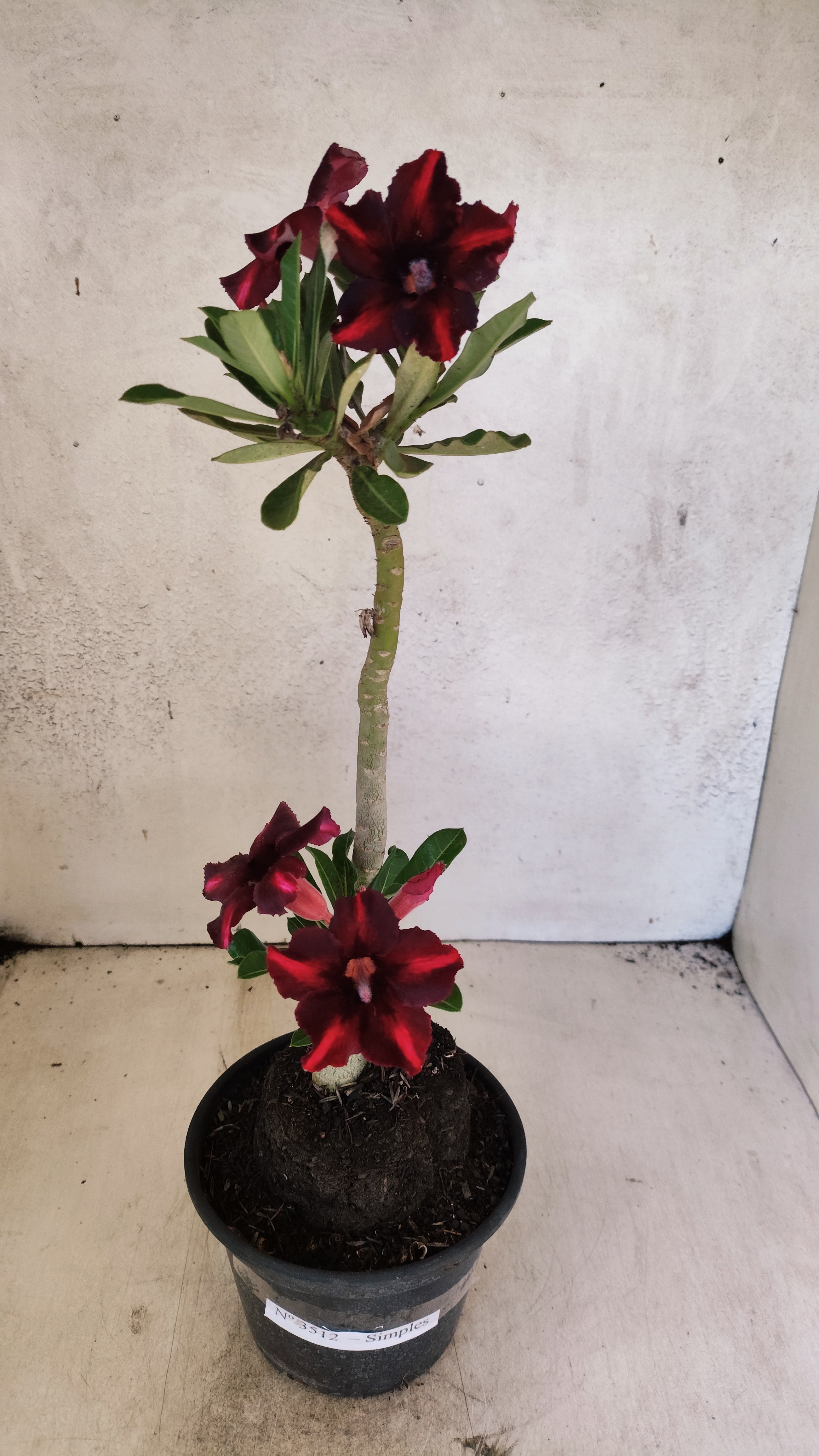 Planta Simples 3512 – 35cm – 03 anos