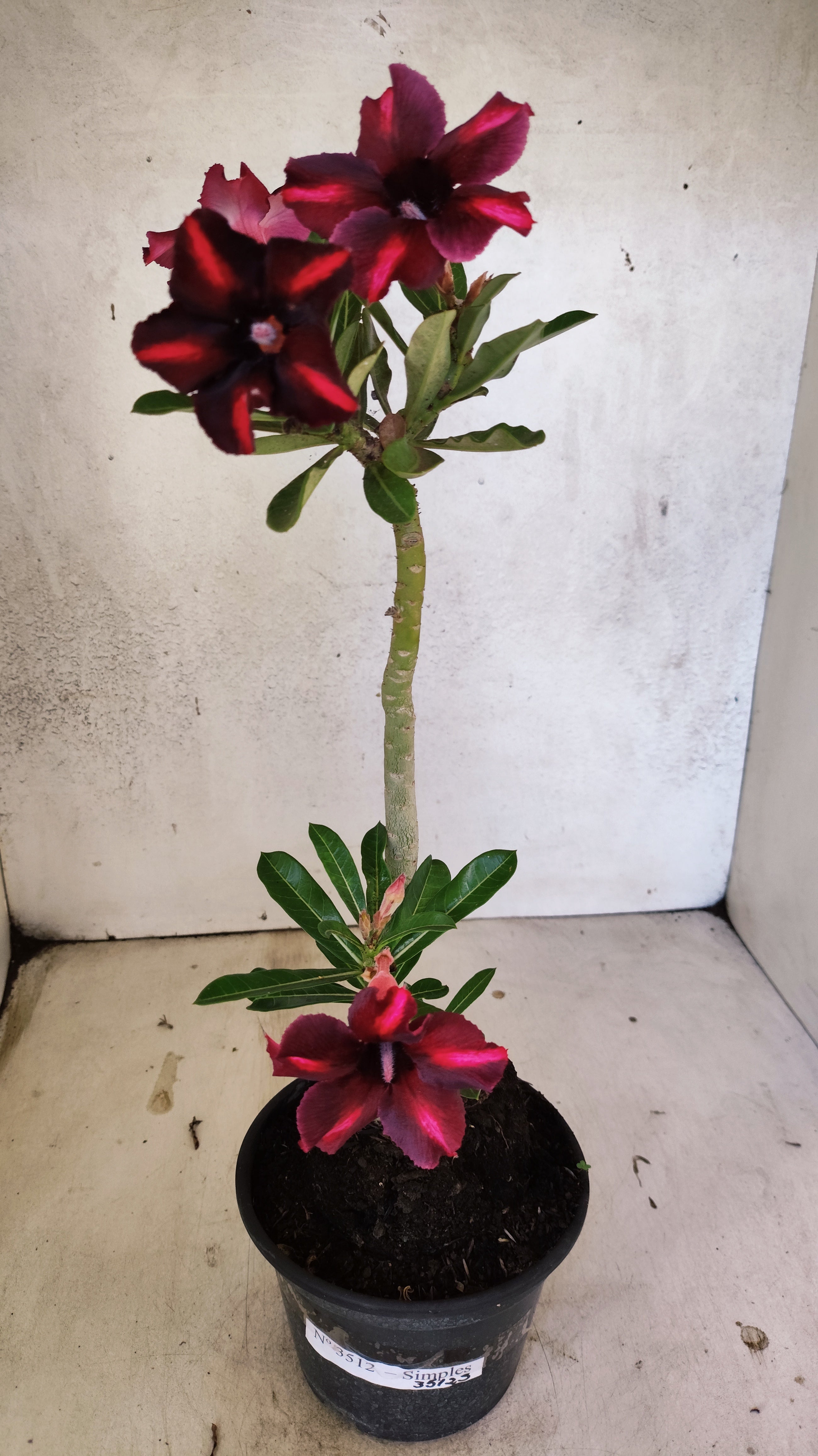 Planta Simples 3512 – 35cm – 03 anos