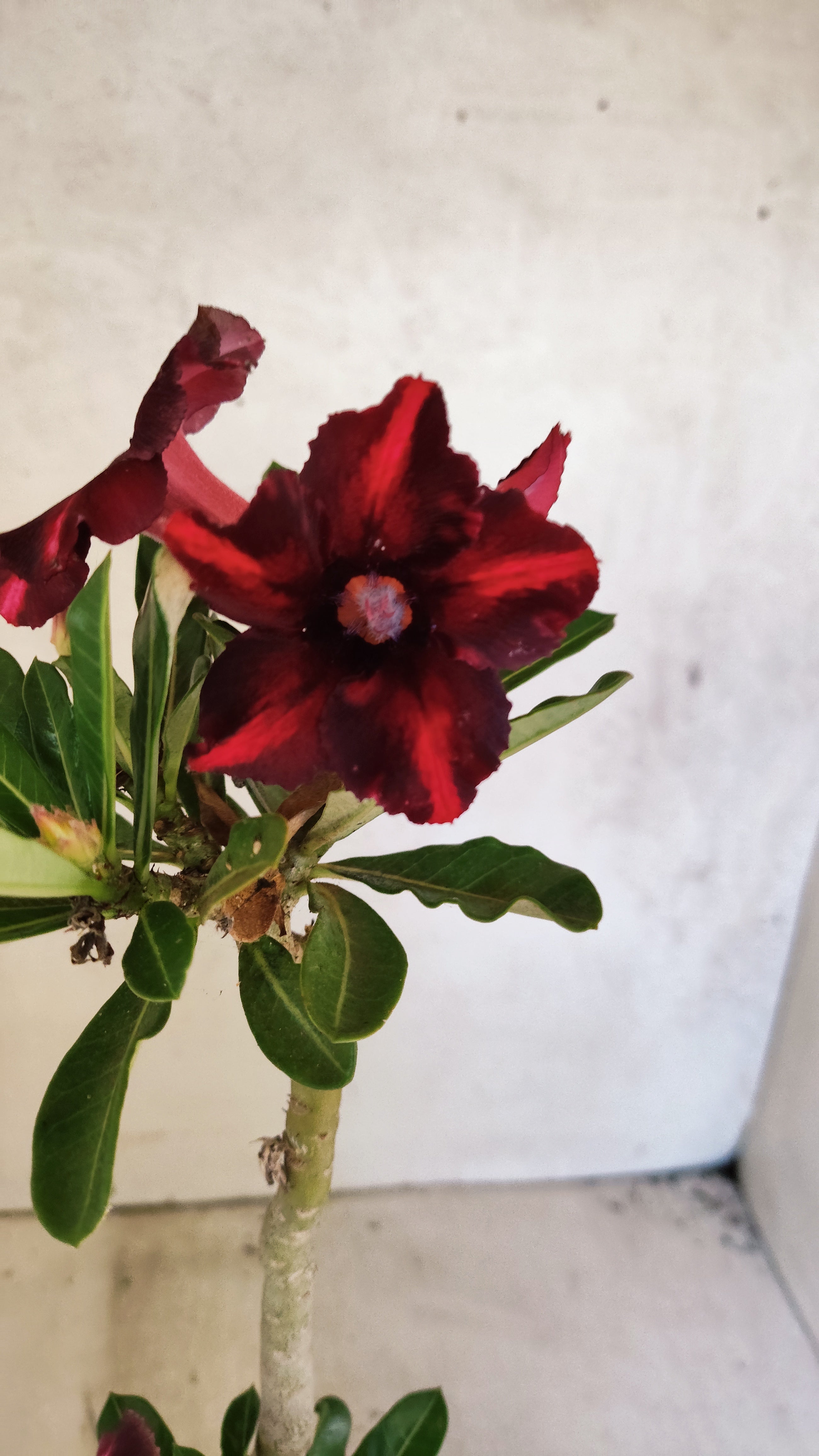 Planta Simples 3512 – 35cm – 03 anos