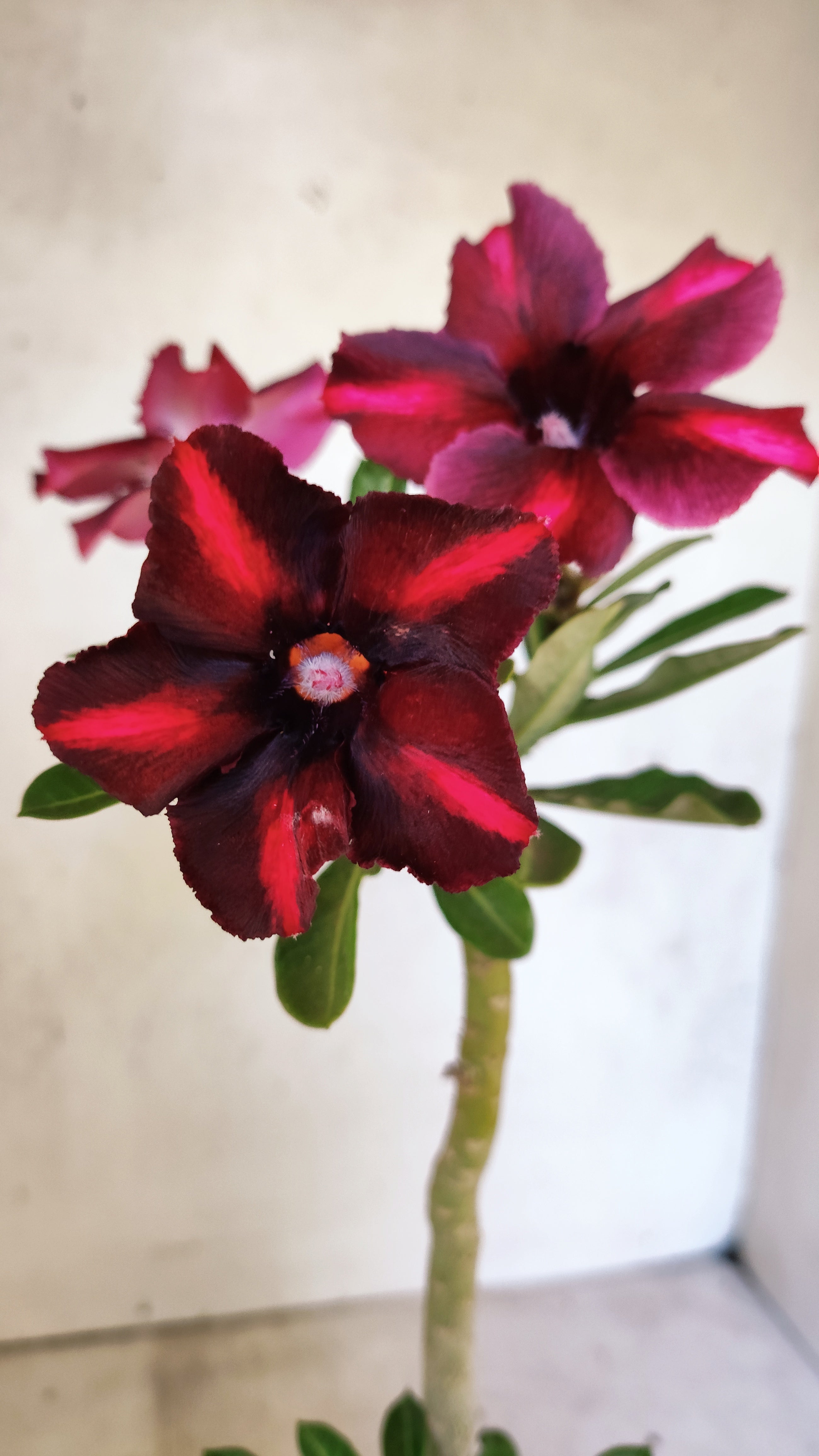 Planta Simples 3512 – 35cm – 03 anos